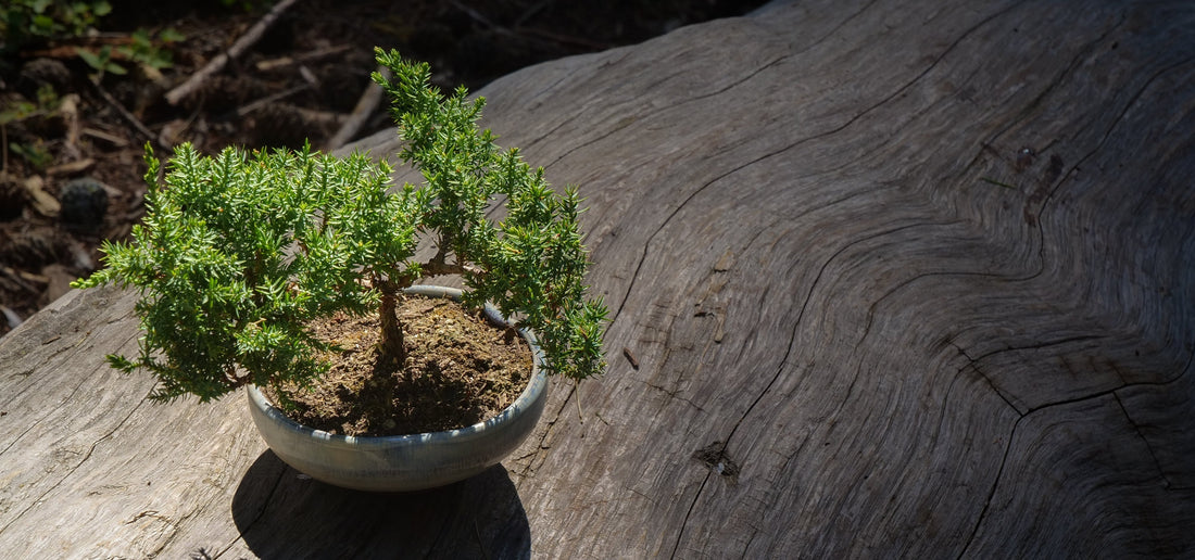 Feng Shui Plants for Your Front Door: Welcoming Luck, Energy, and Prosperity