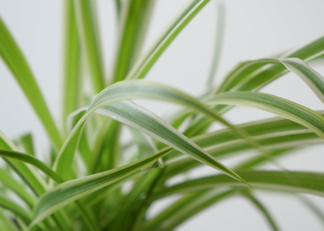 Spider Plant Care Guide: Light, Water & Tips
