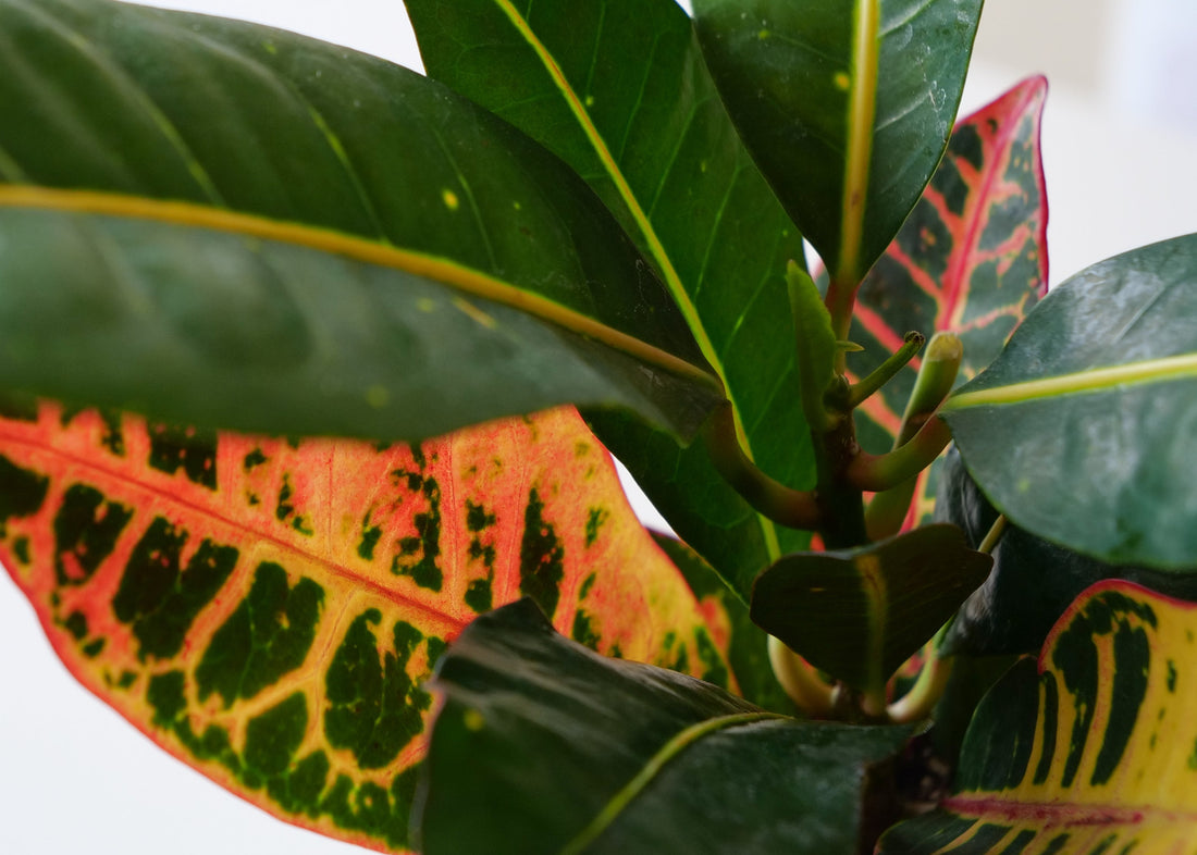 Norma Croton Care Guide: Light, Water & Tips