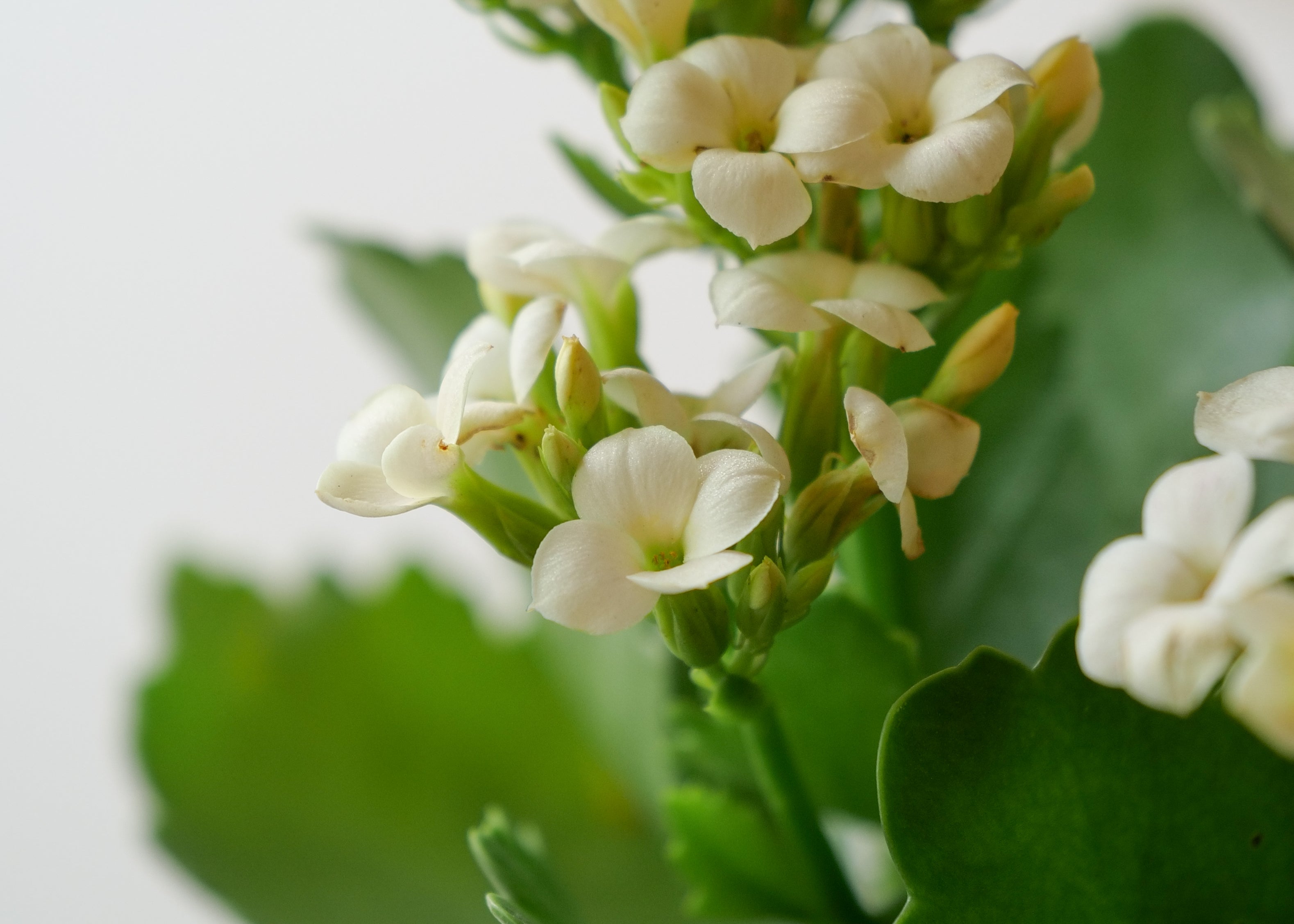 Kalanchoe Blossfeldiana White Care Guide: Light, Water & Tips