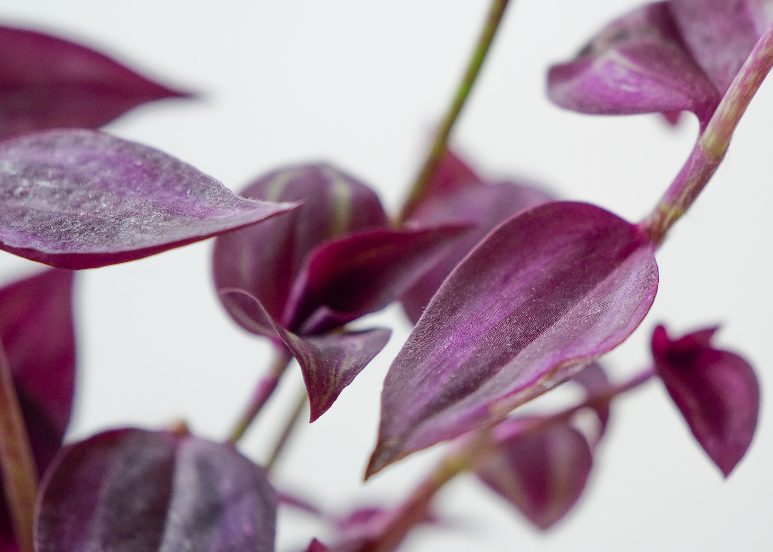 Variegated Wandering Dude Care Guide: Light, Water & Tips