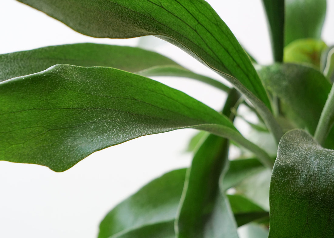 Staghorn Fern Care Guide: Light, Water & Tips