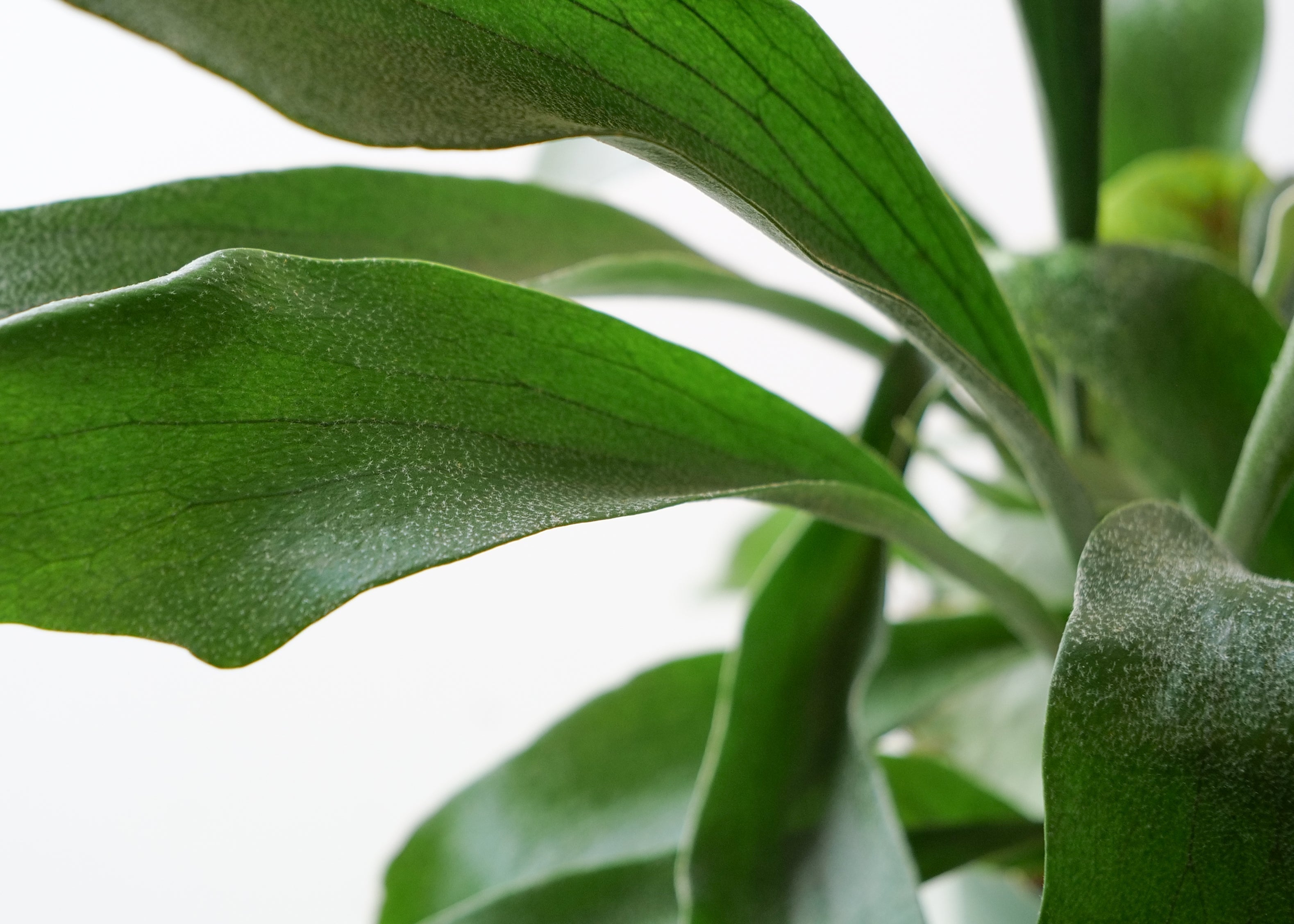 Staghorn Fern Care Guide: Light, Water & Tips