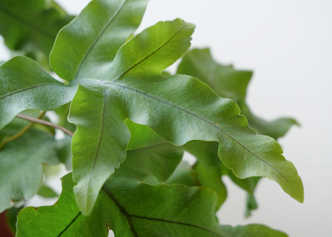 Blue Star Fern Care Guide: Light, Water & Tips