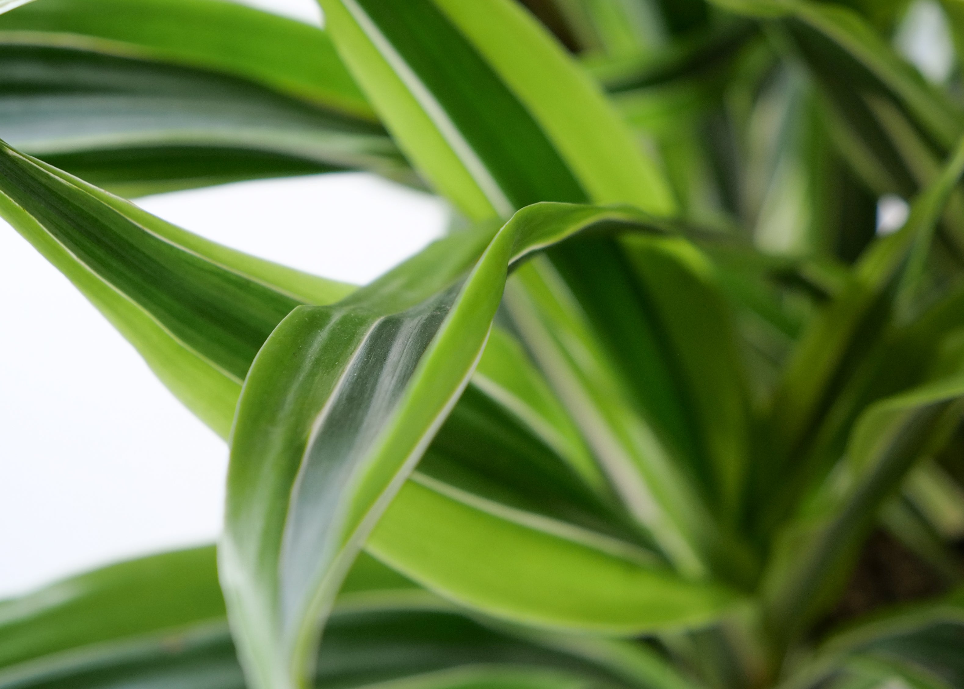 Lemon Lime Dracaena Care Guide: Light, Water & Tips