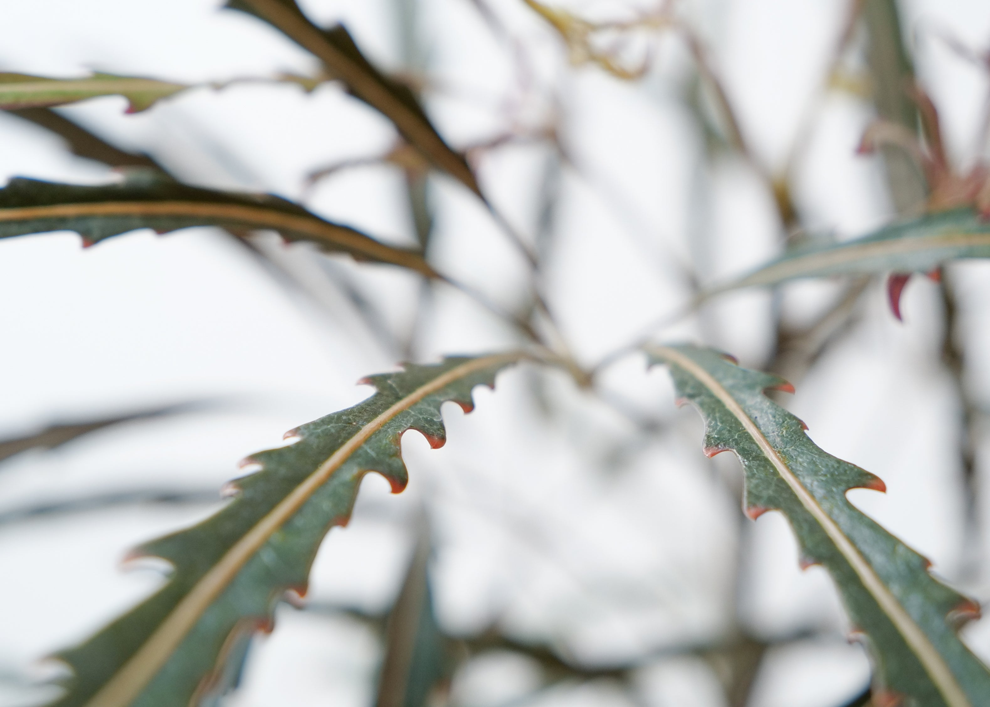 False Aralia Care Guide: Light, Water & Tips