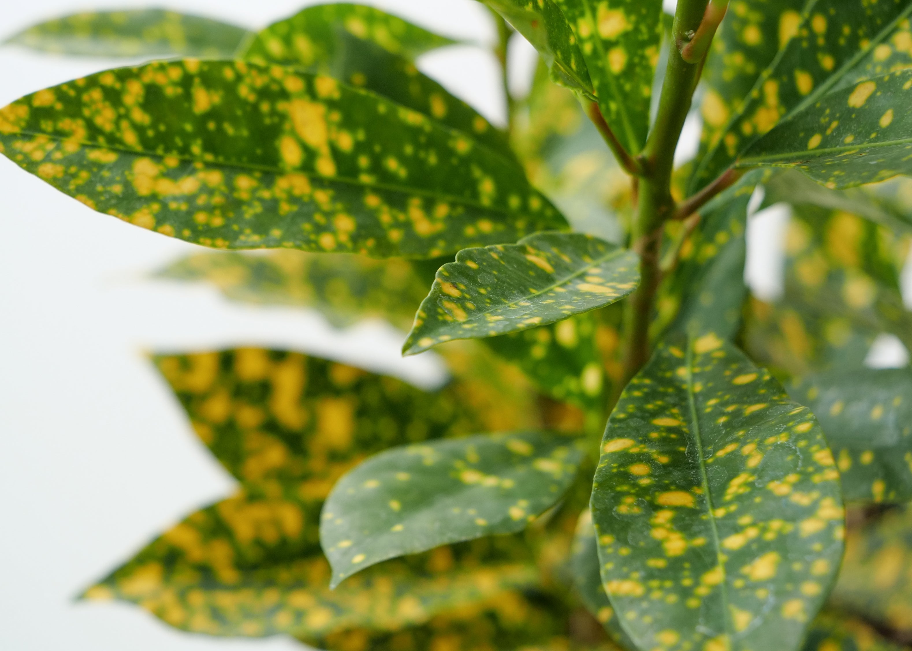 Gold Dust Croton Care Guide: Light, Water & Tips