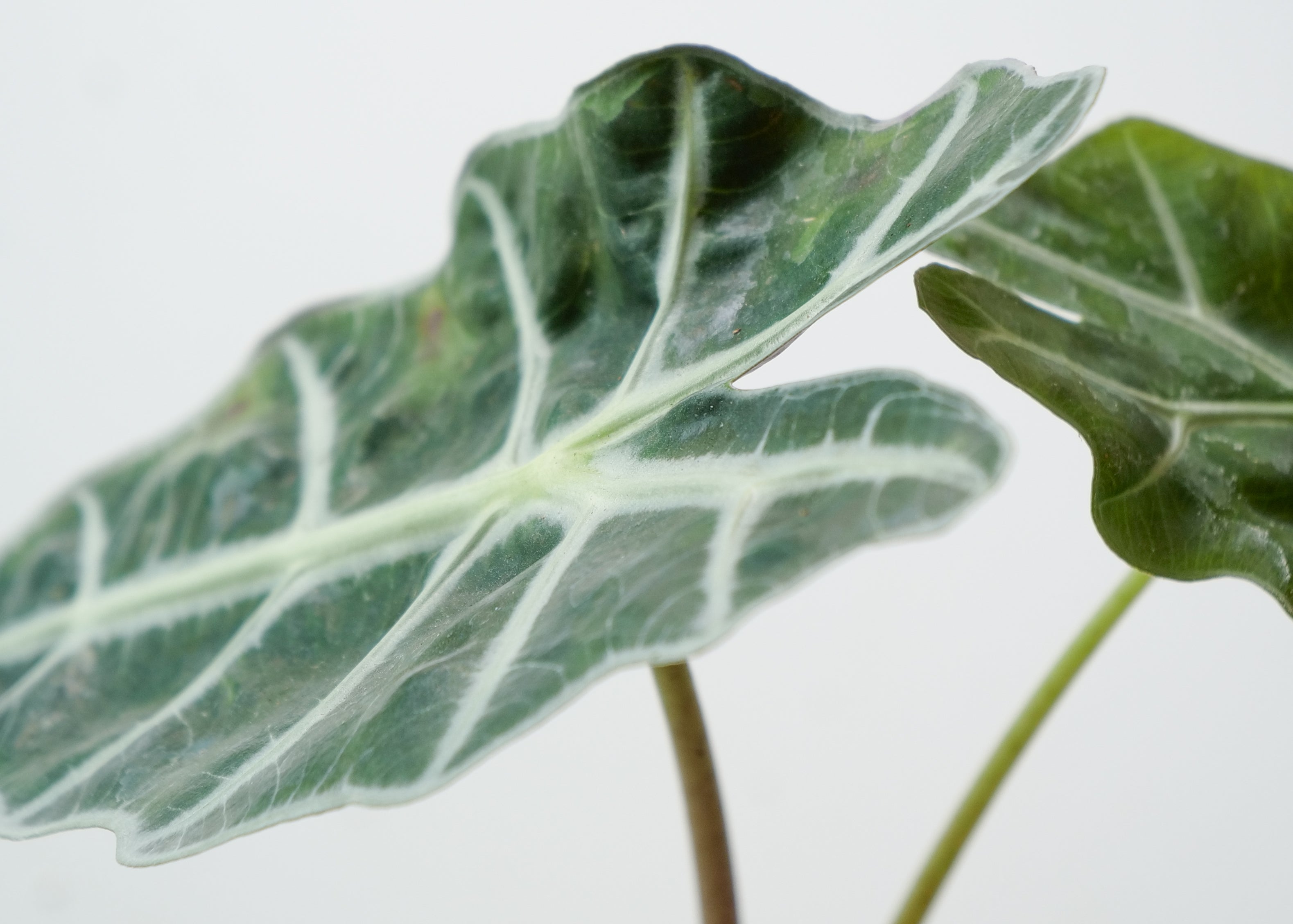 African Mask Plant Care Guide: Light, Water & Tips”