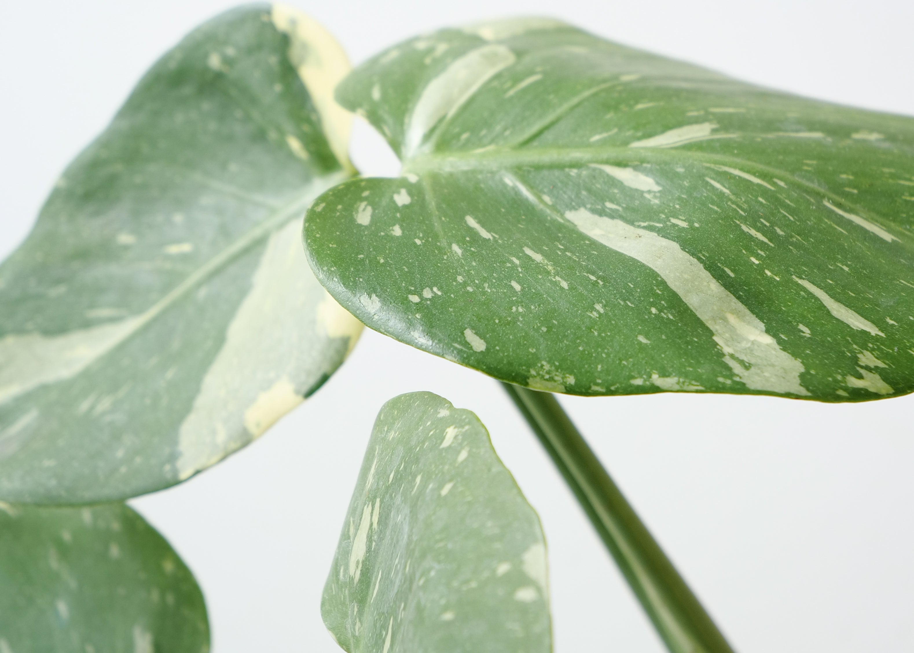 Thai Constellation Monstera Care Guide: Light, Water & Tips”