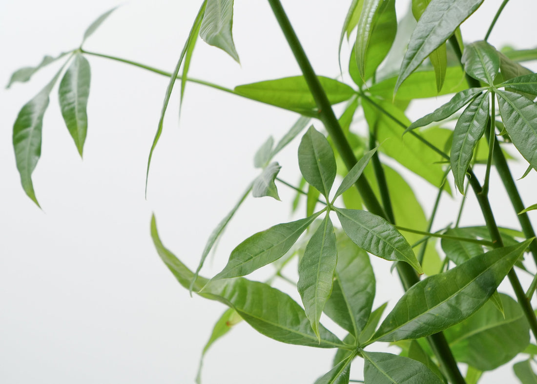 Money Tree Care Guide: Light, Water & Tips