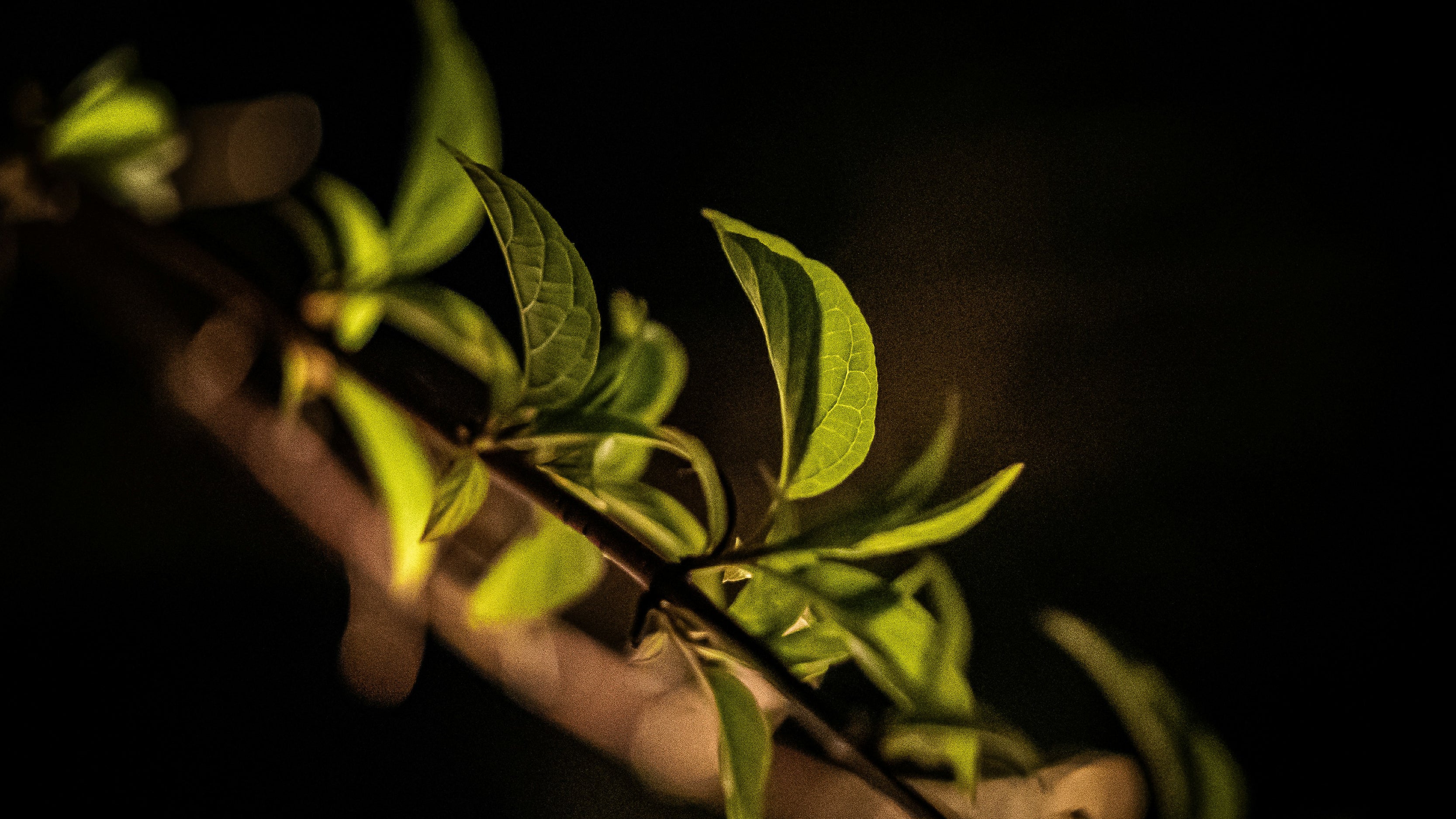 Low Light Plants