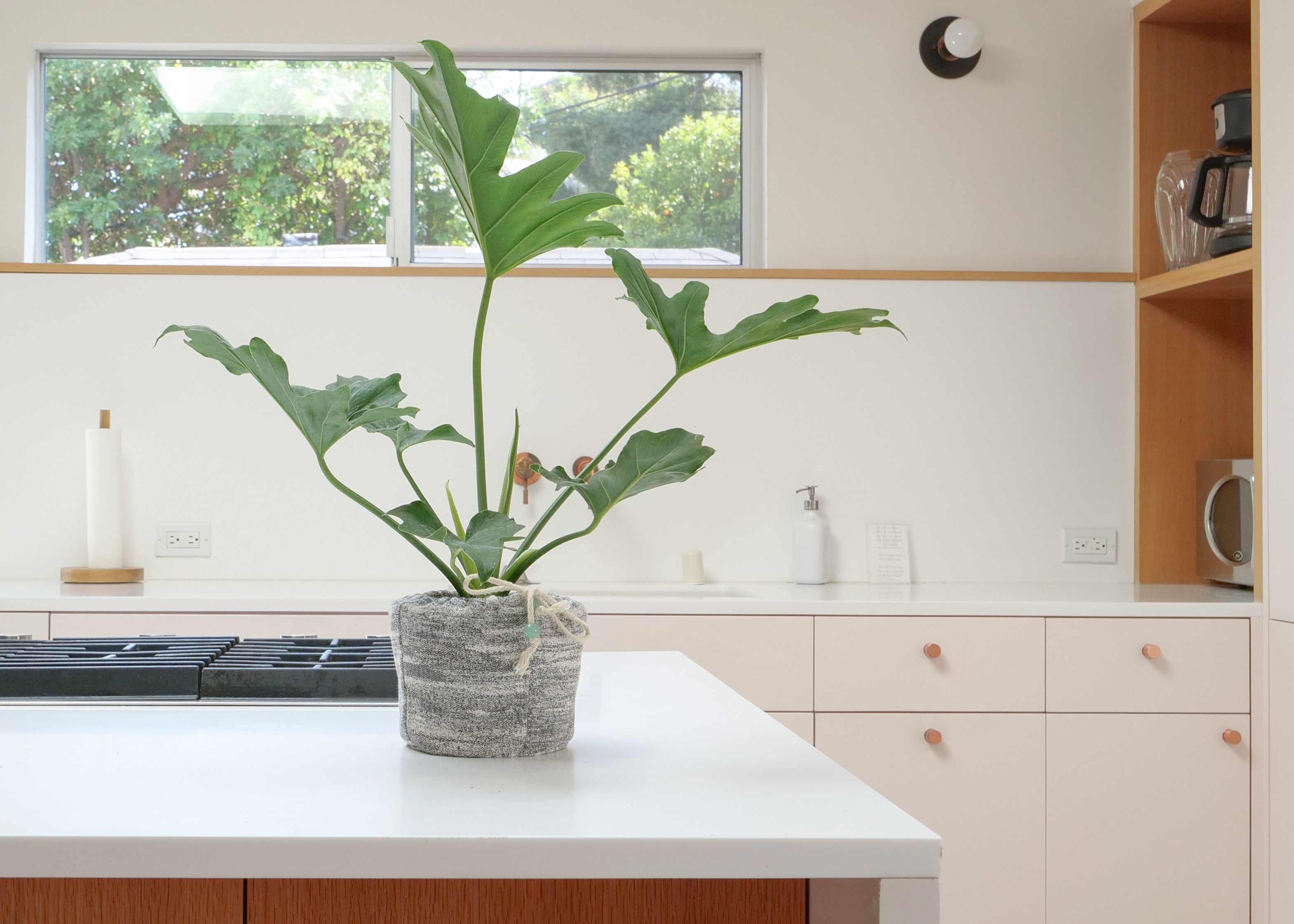 Philodendron Selloum