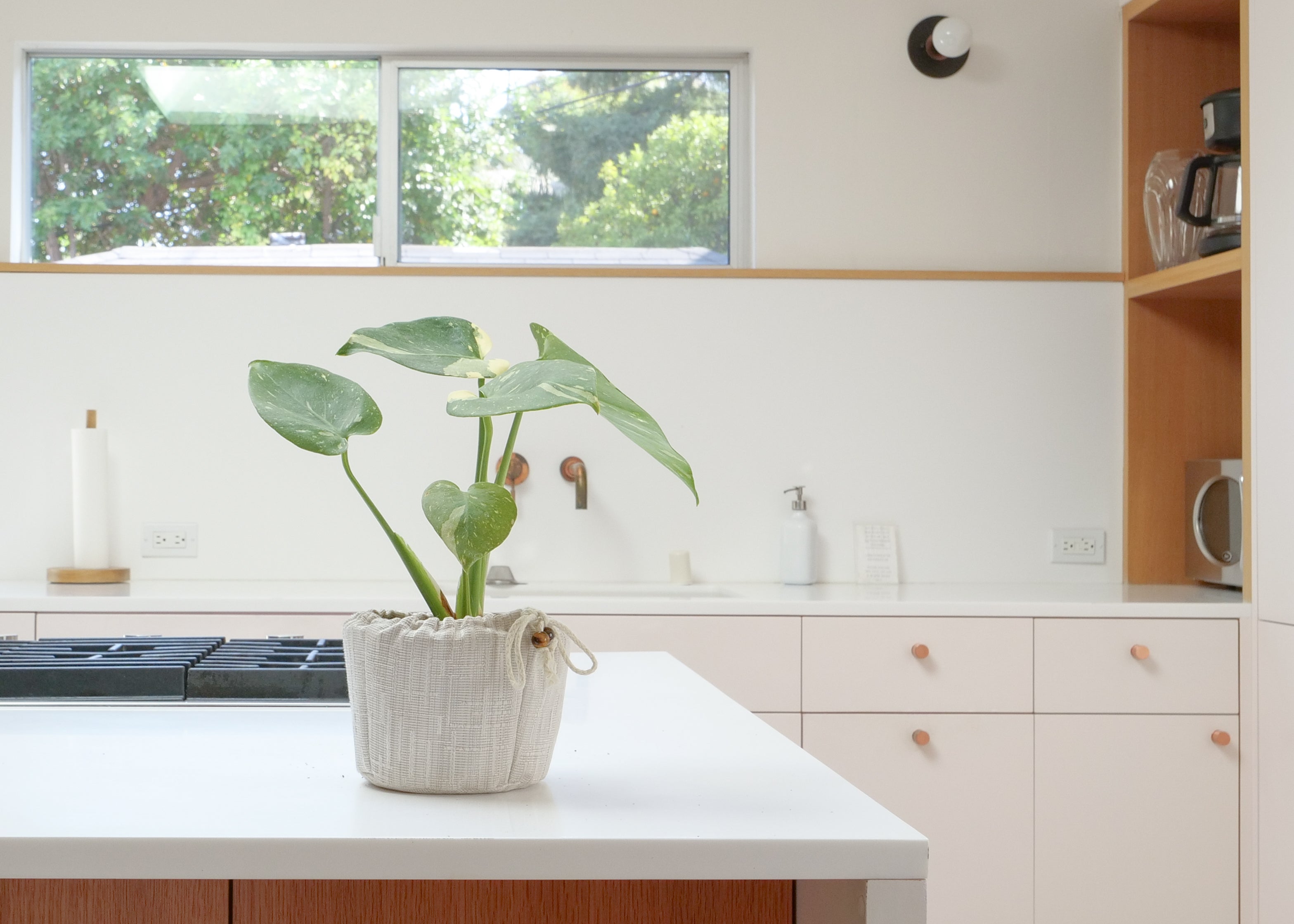 Thai Constellation Monstera