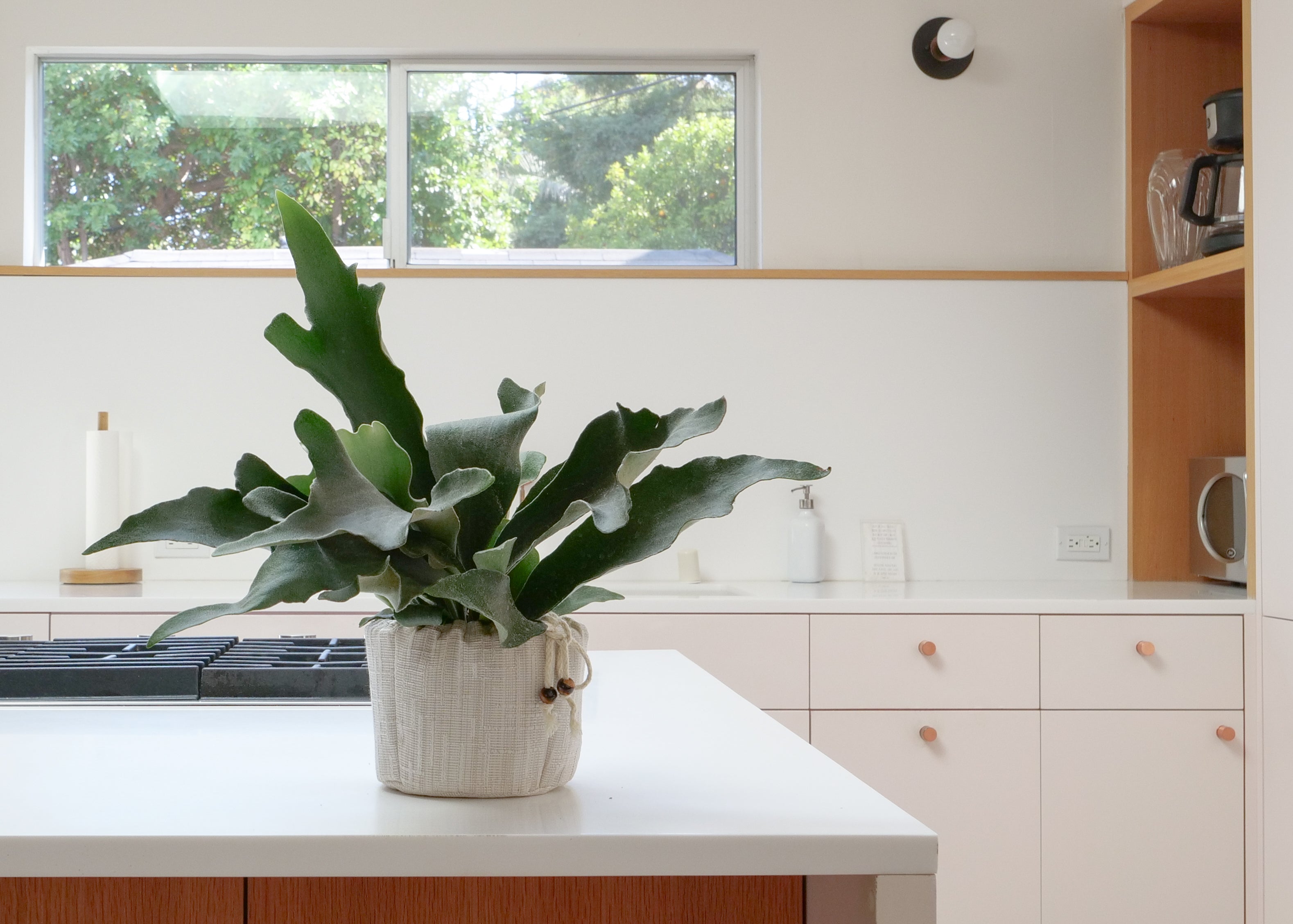 Staghorn Fern