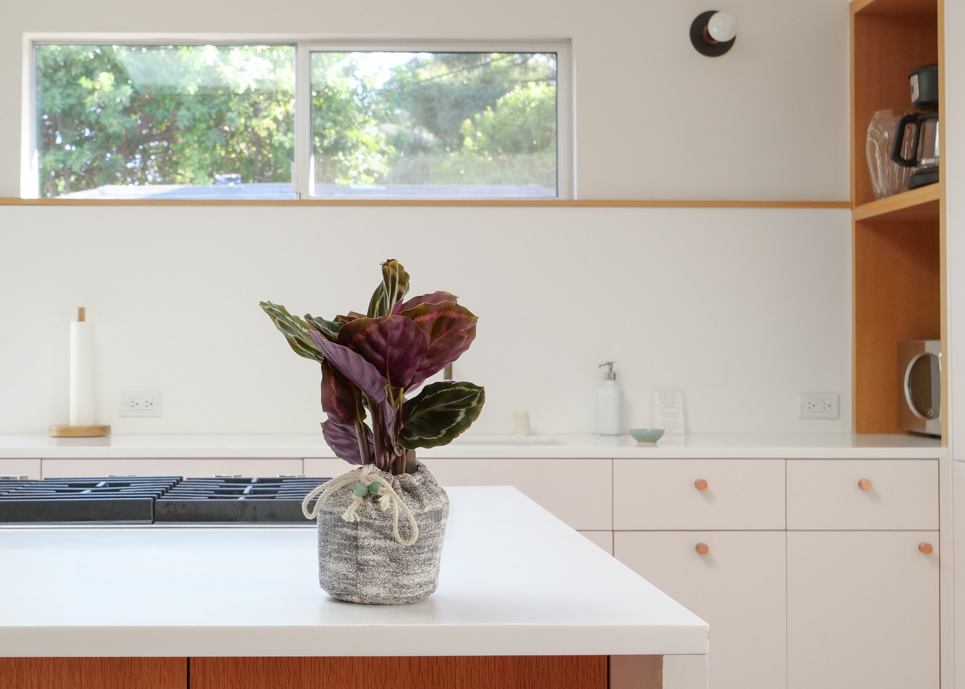 Rose-Painted Calathea