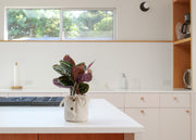 Rose-Painted Calathea