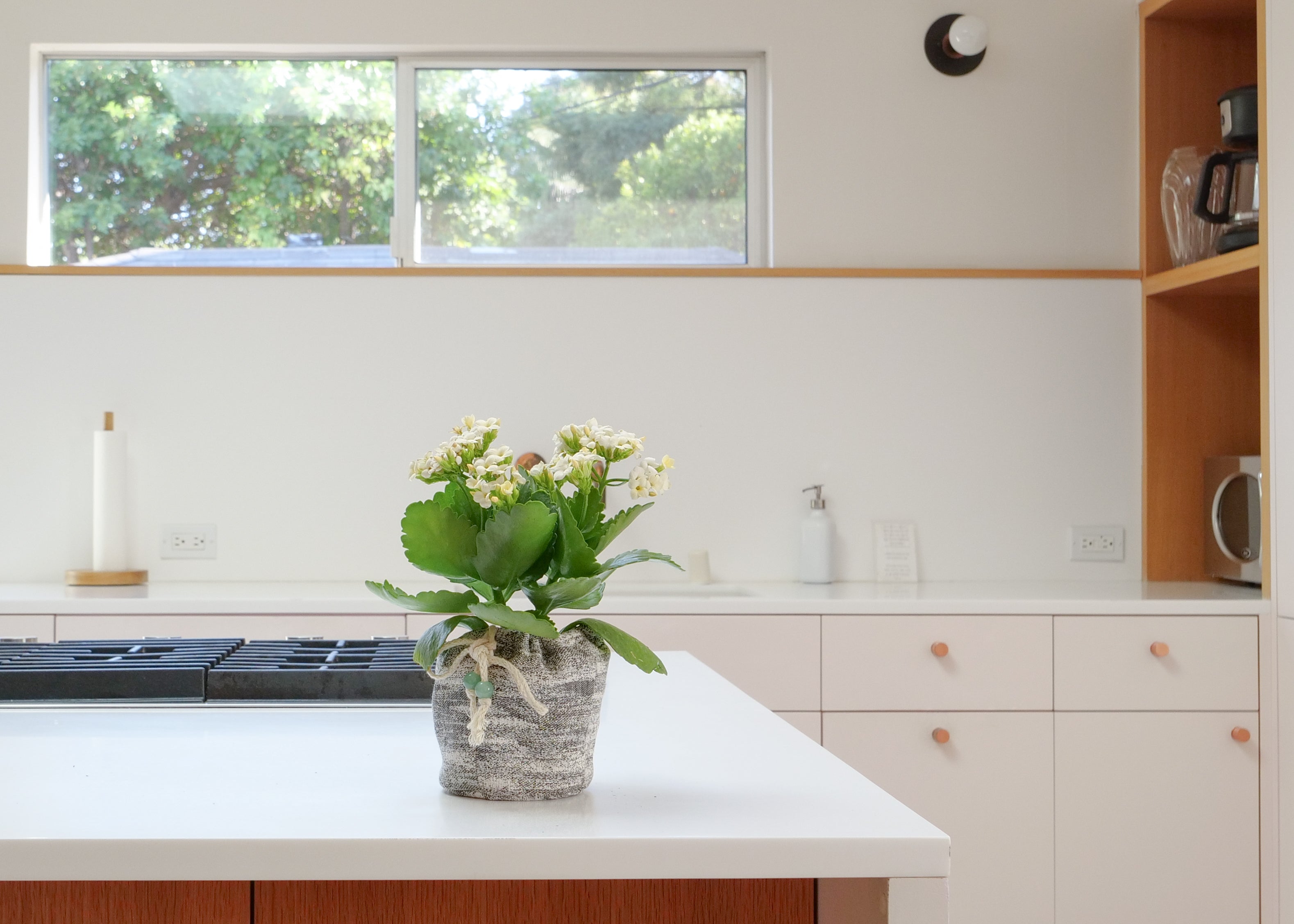 Kalanchoe Blossfeldiana White