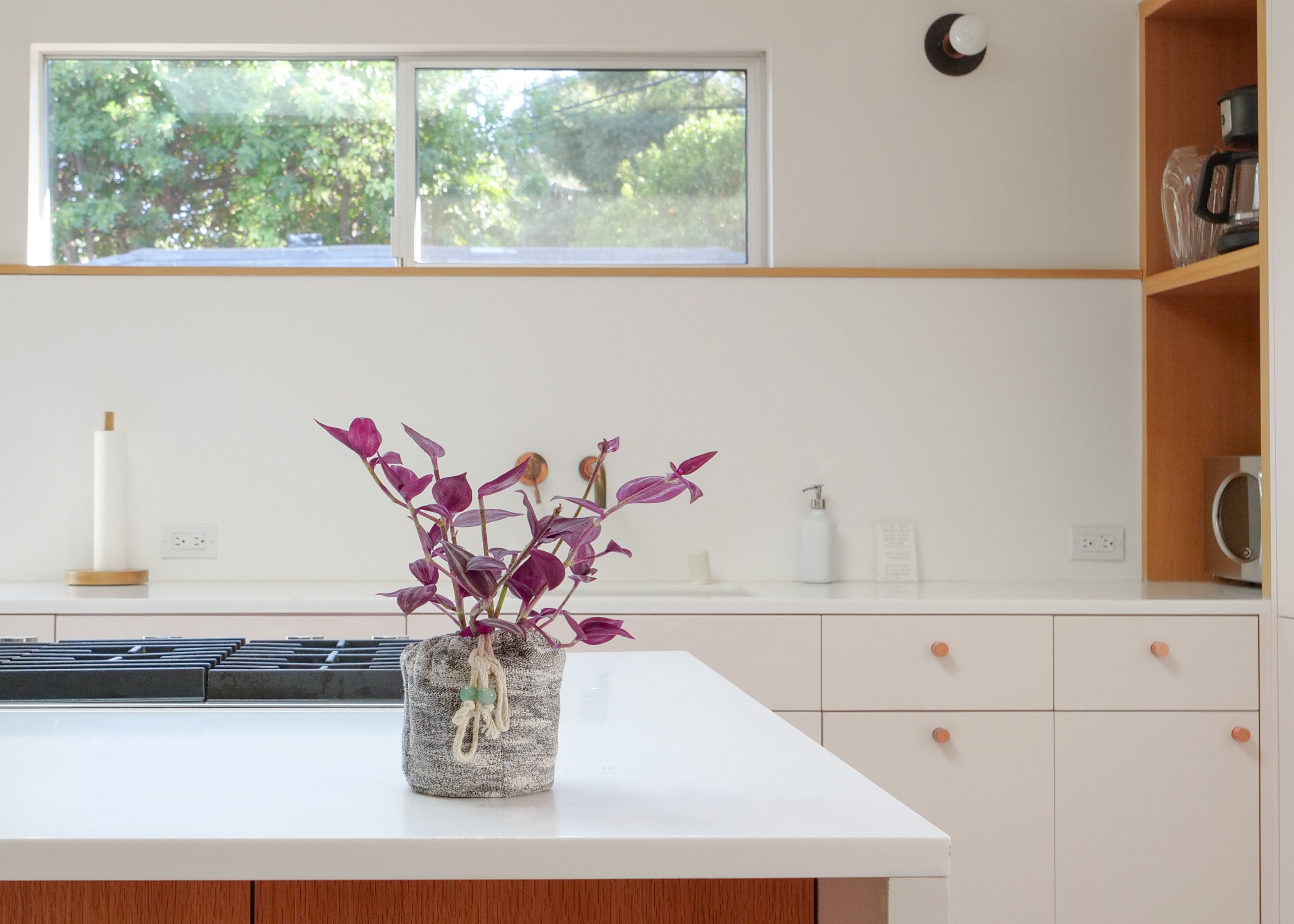 Variegated Wandering Jew