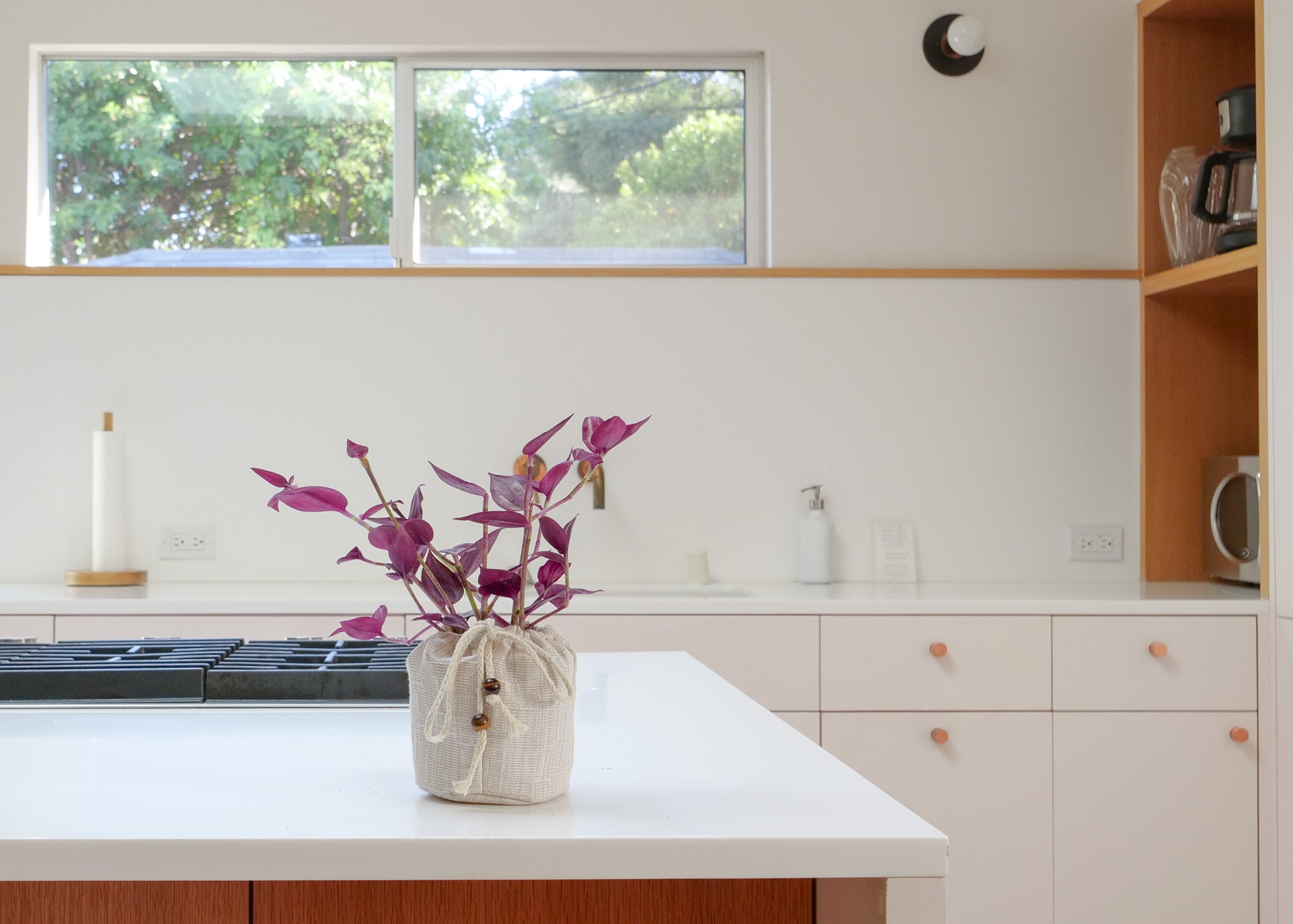 Variegated Wandering Jew