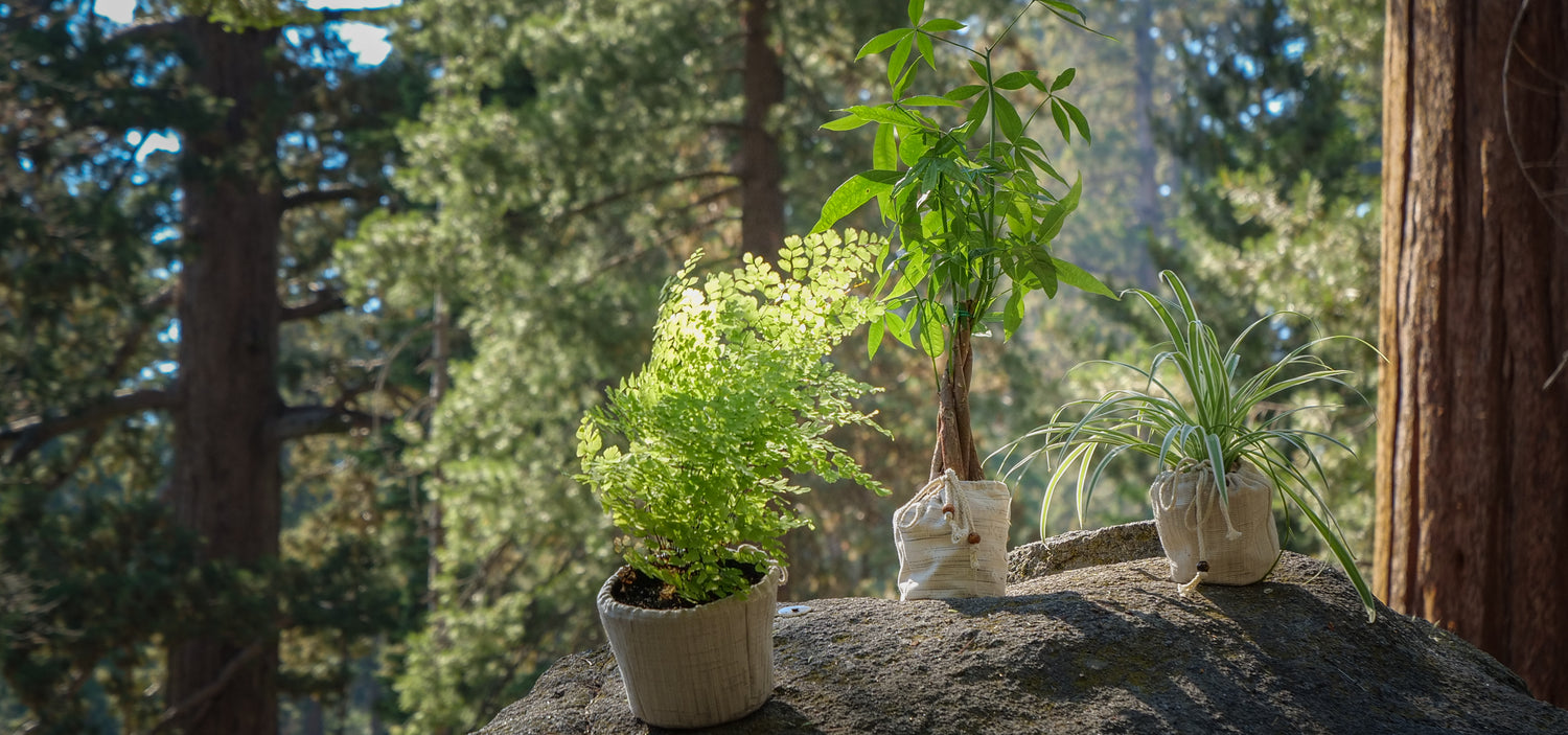 feng shui plants in nature