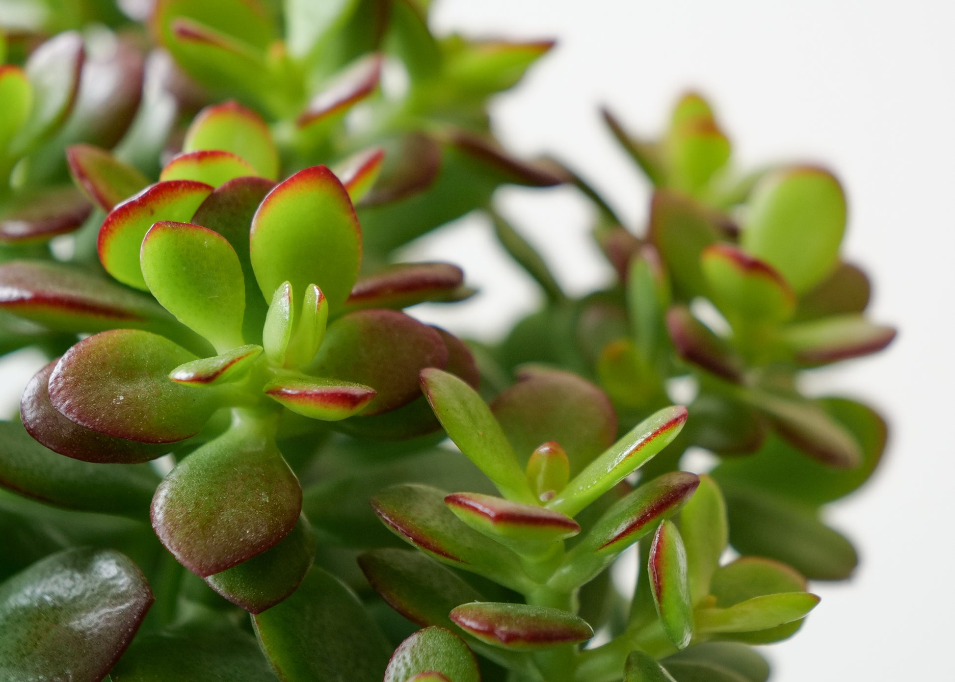 Close-up of Jade Plant leaves with plump, oval green shapes.