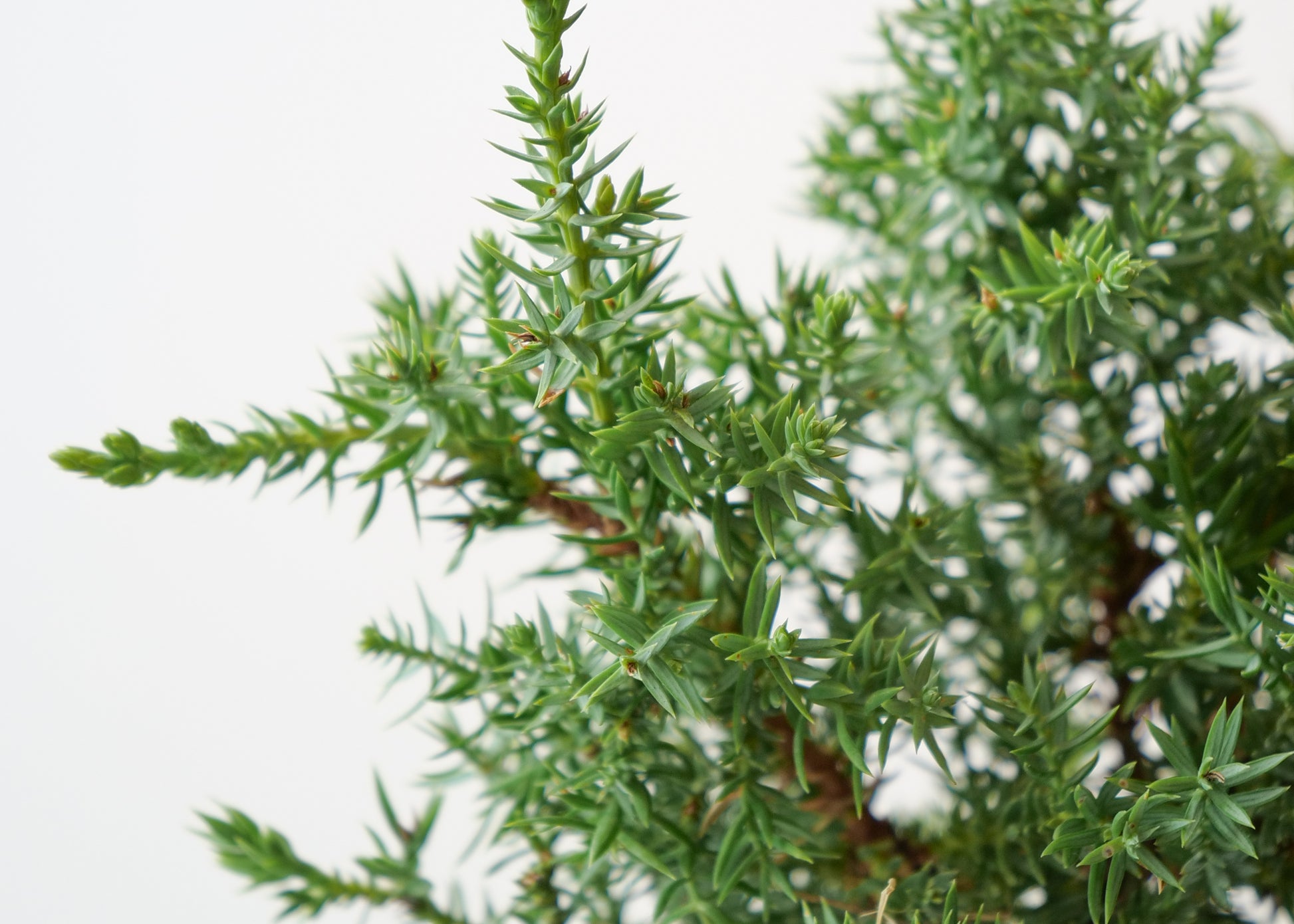 Close-up of Juniper Bonsai Tree leaves with dense green needles.