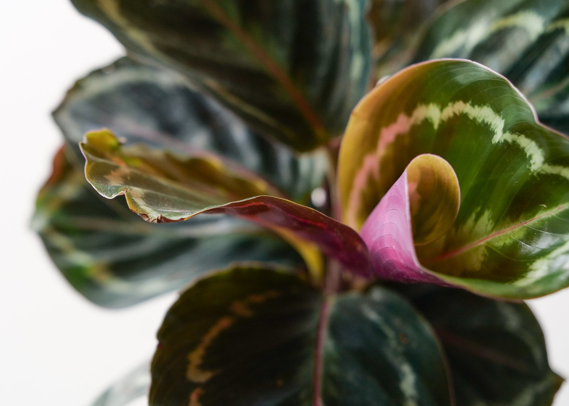Close-up of Rose-Painted Calathea leaves with pink and green variegation.