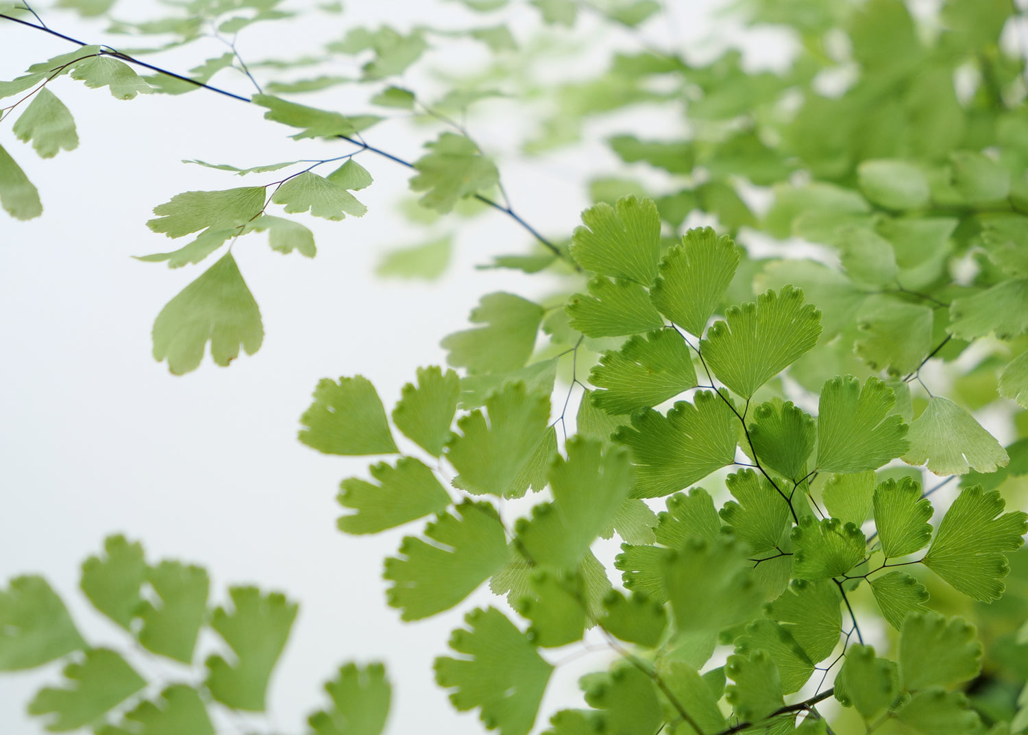 Close-up of California Maidenhair Fern leaves with tiny fan-shaped fronds.