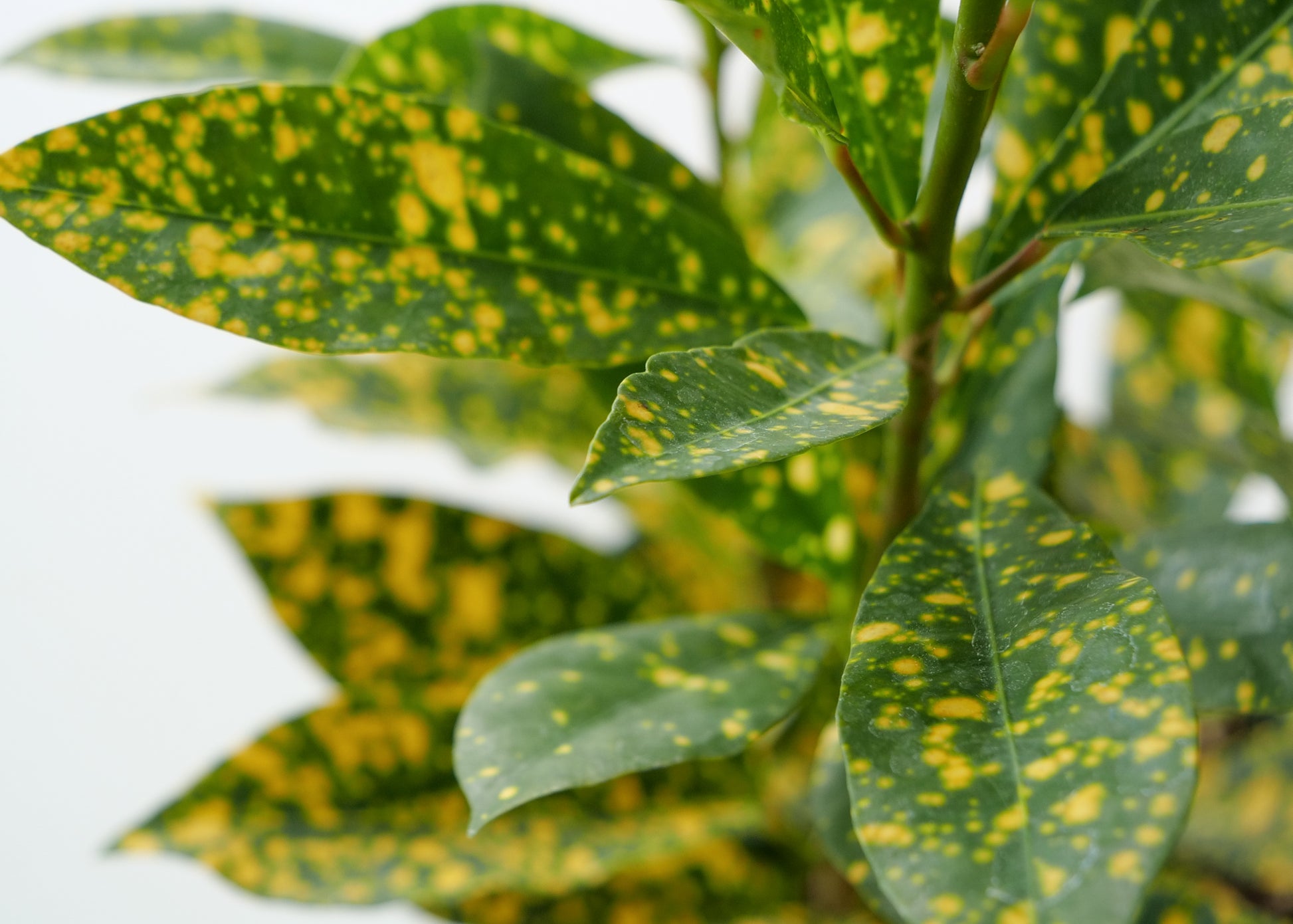 Close-up of Gold Dust Croton leaves speckled with yellow spots.