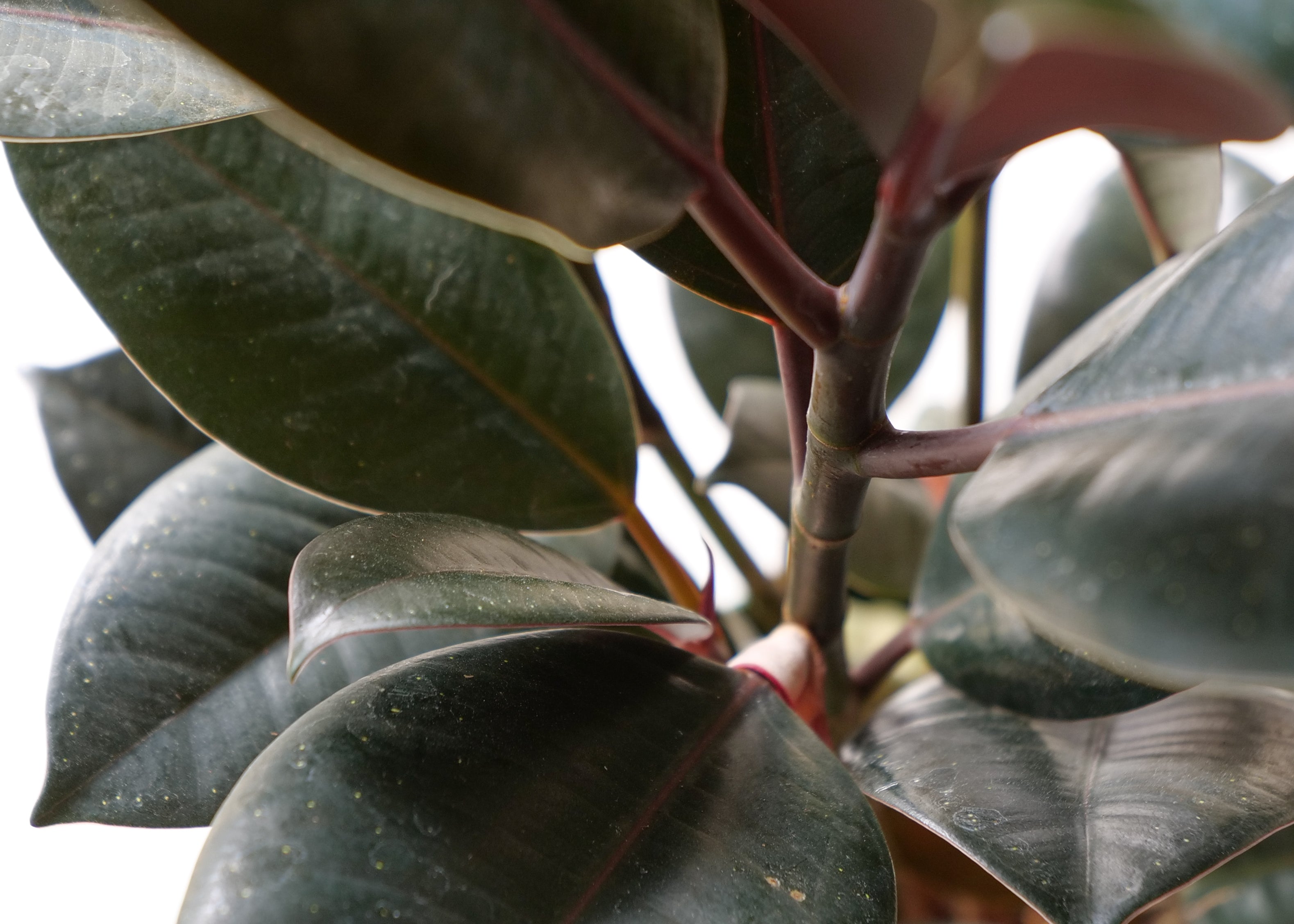 Earth Energy Plant Quarterly Subscription