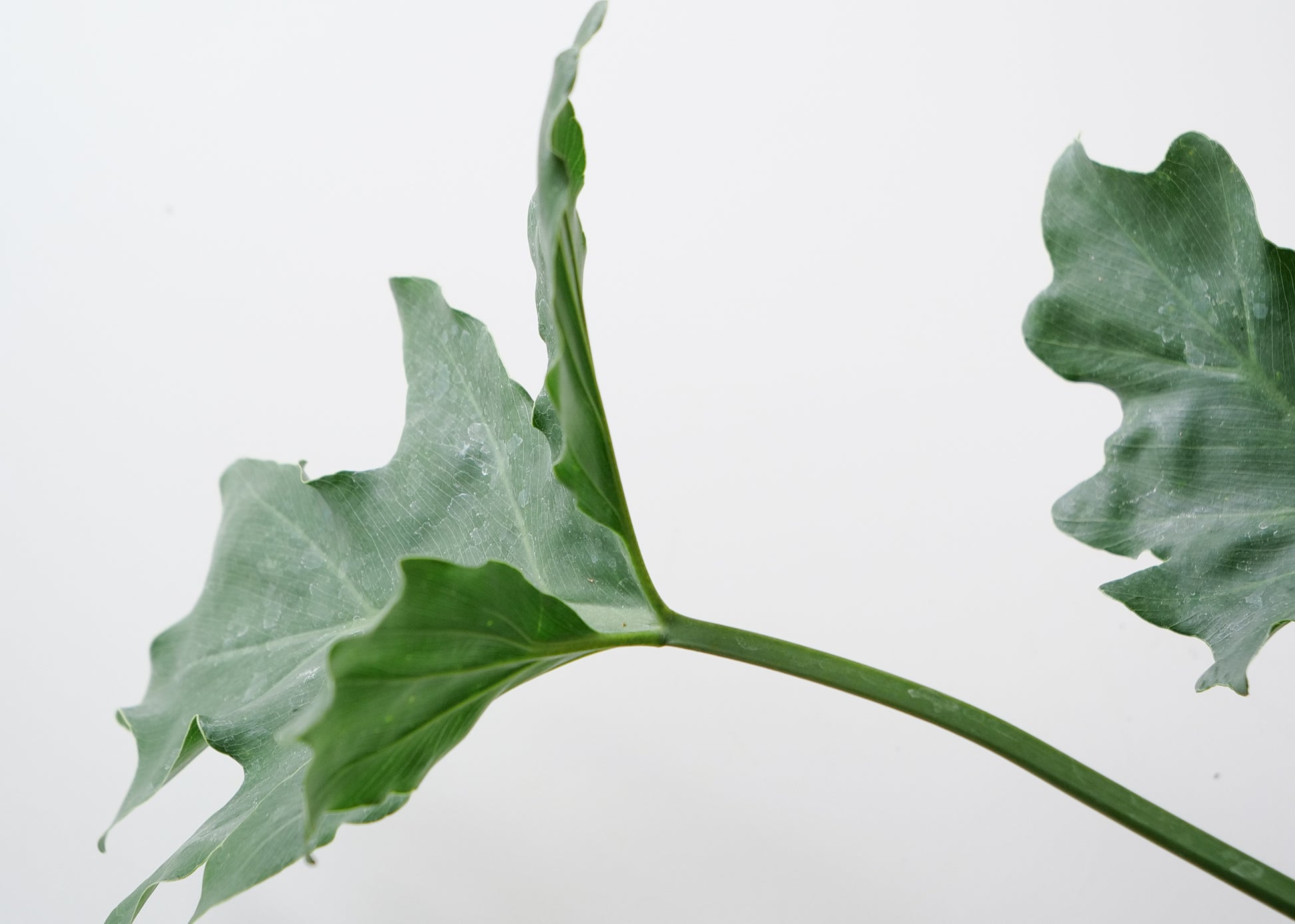 Zoomed shot of Philodendron Selloum leaves, highlighting their glossy surface and dramatic cuts.