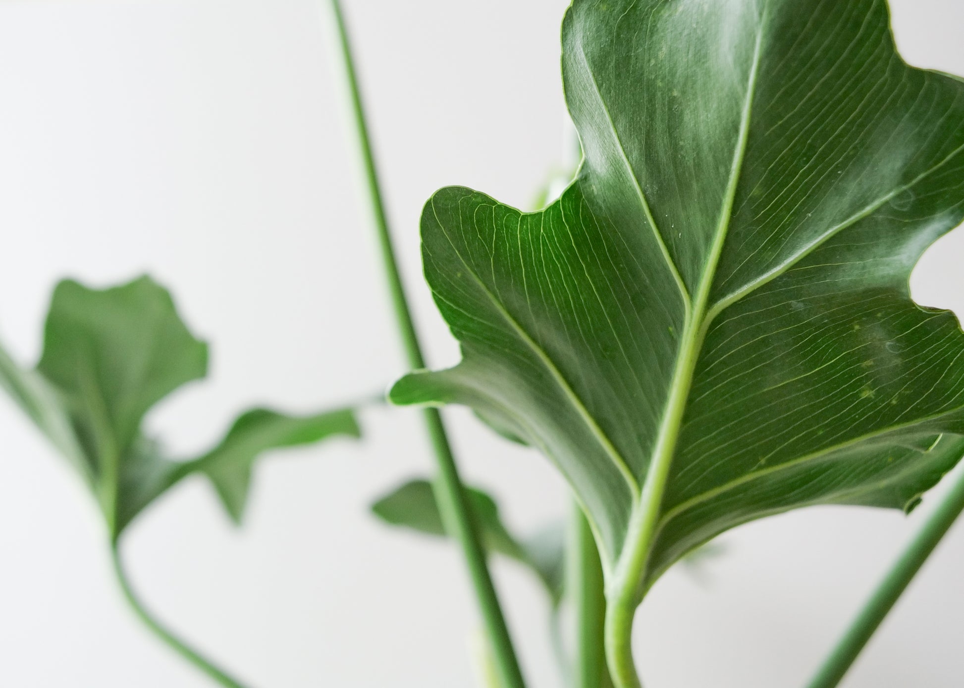 Close-up of Philodendron Selloum leaves with deeply lobed shape.