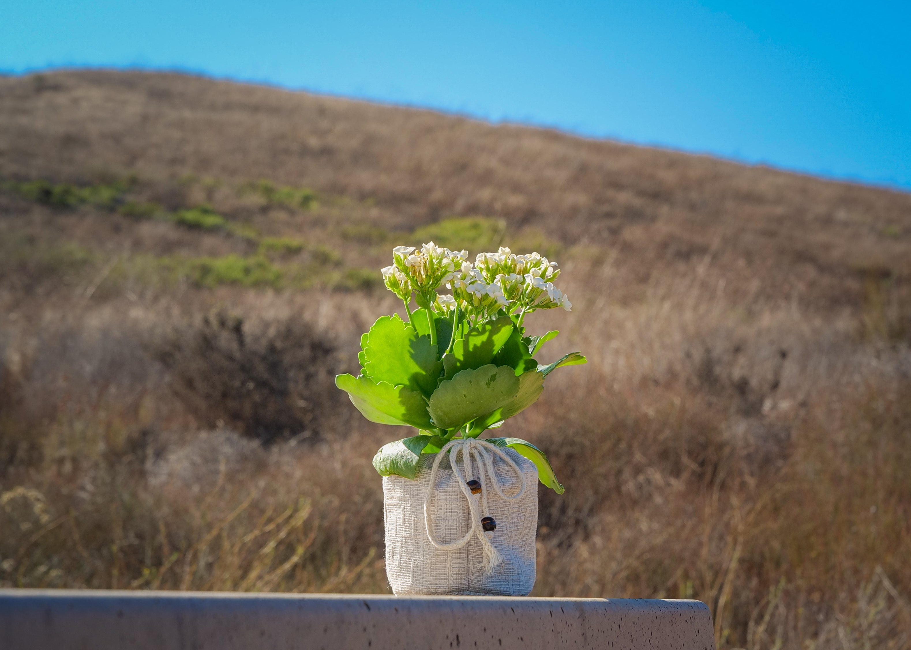 Beacon Energy Plant Quarterly Subscription