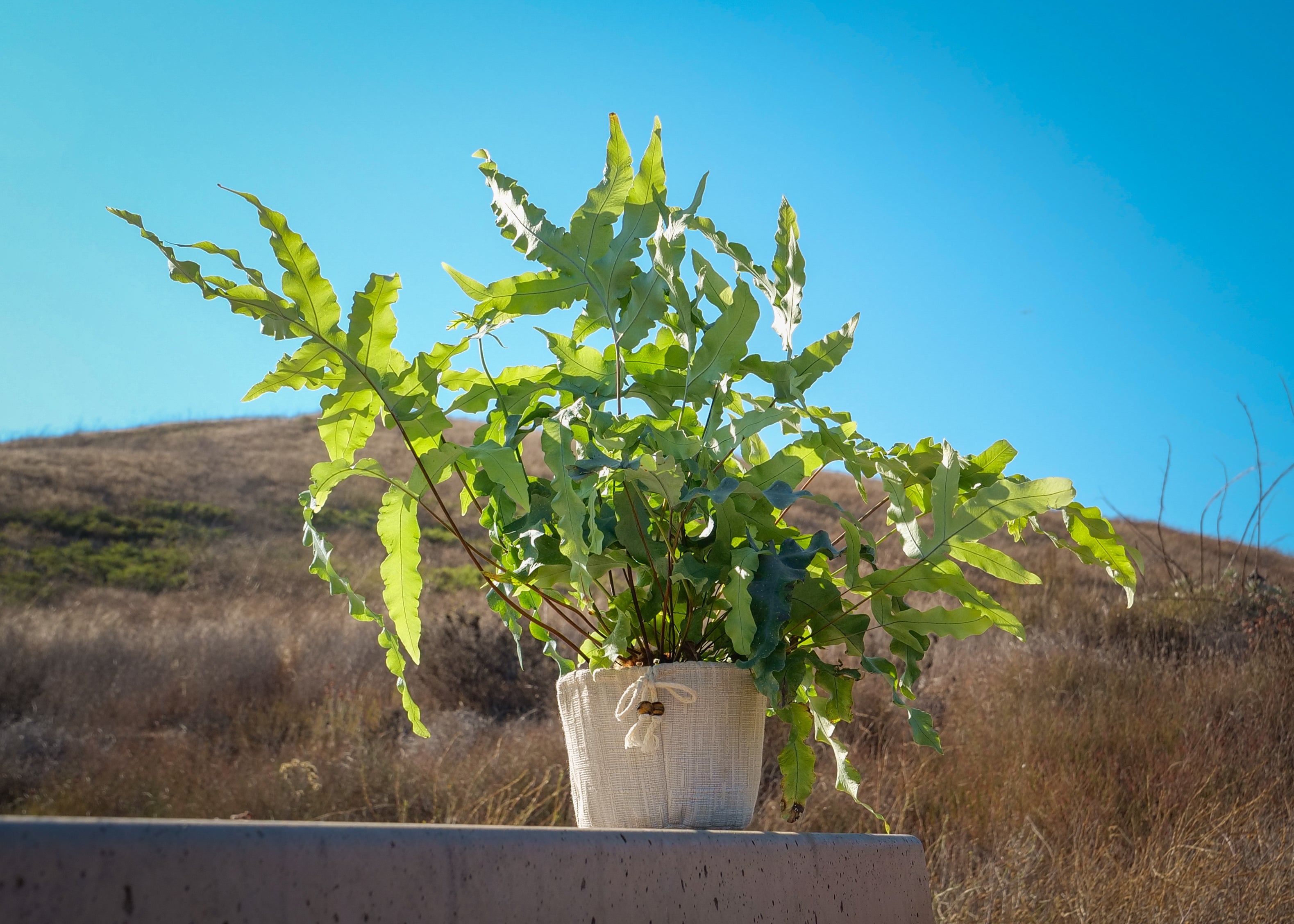 Ocean Energy Plant Quarterly Subscription