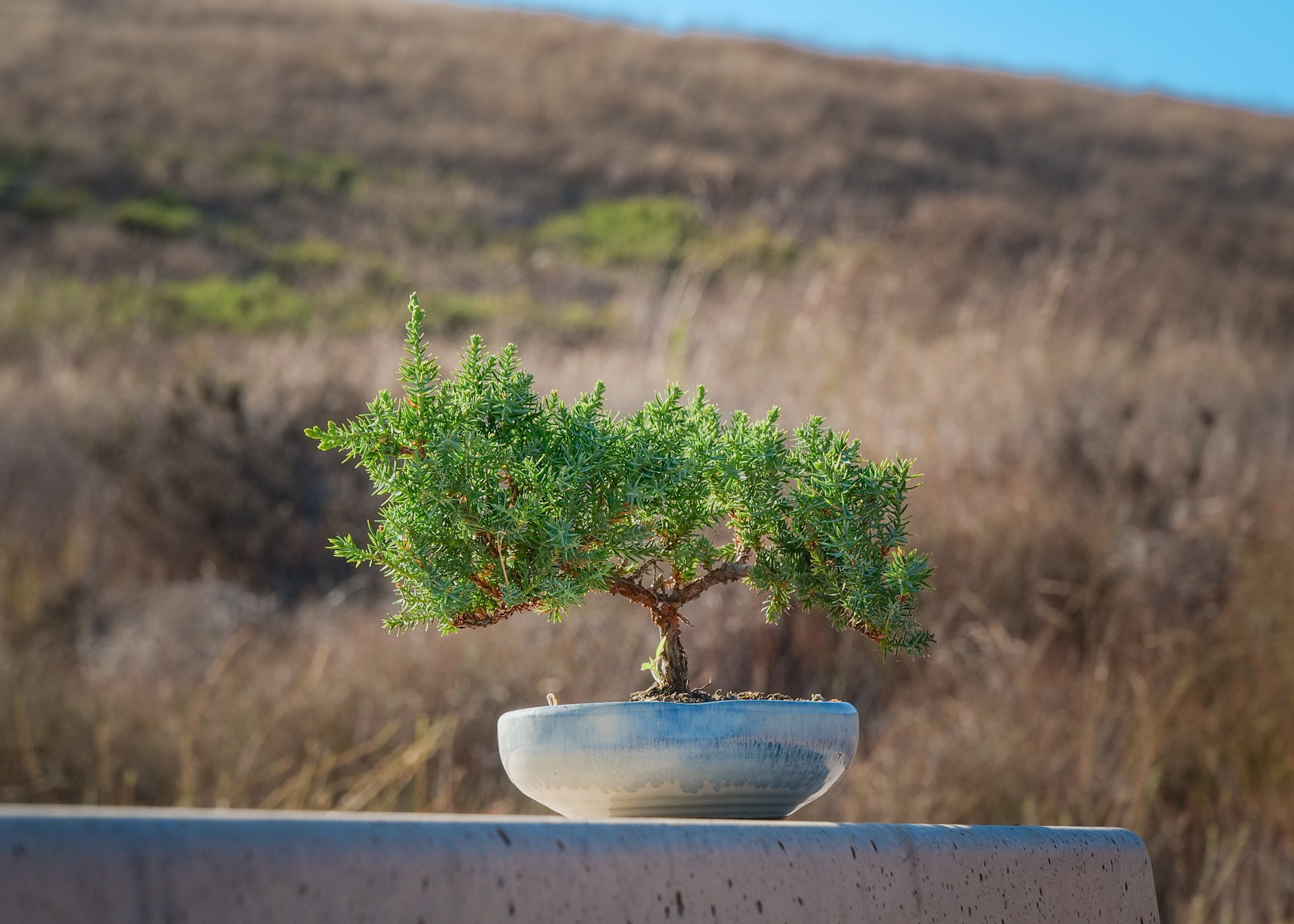 バンビー/フェアリー Juniper Bonsai Tree | Feng Shui Neutral Energy Plant for Harmony