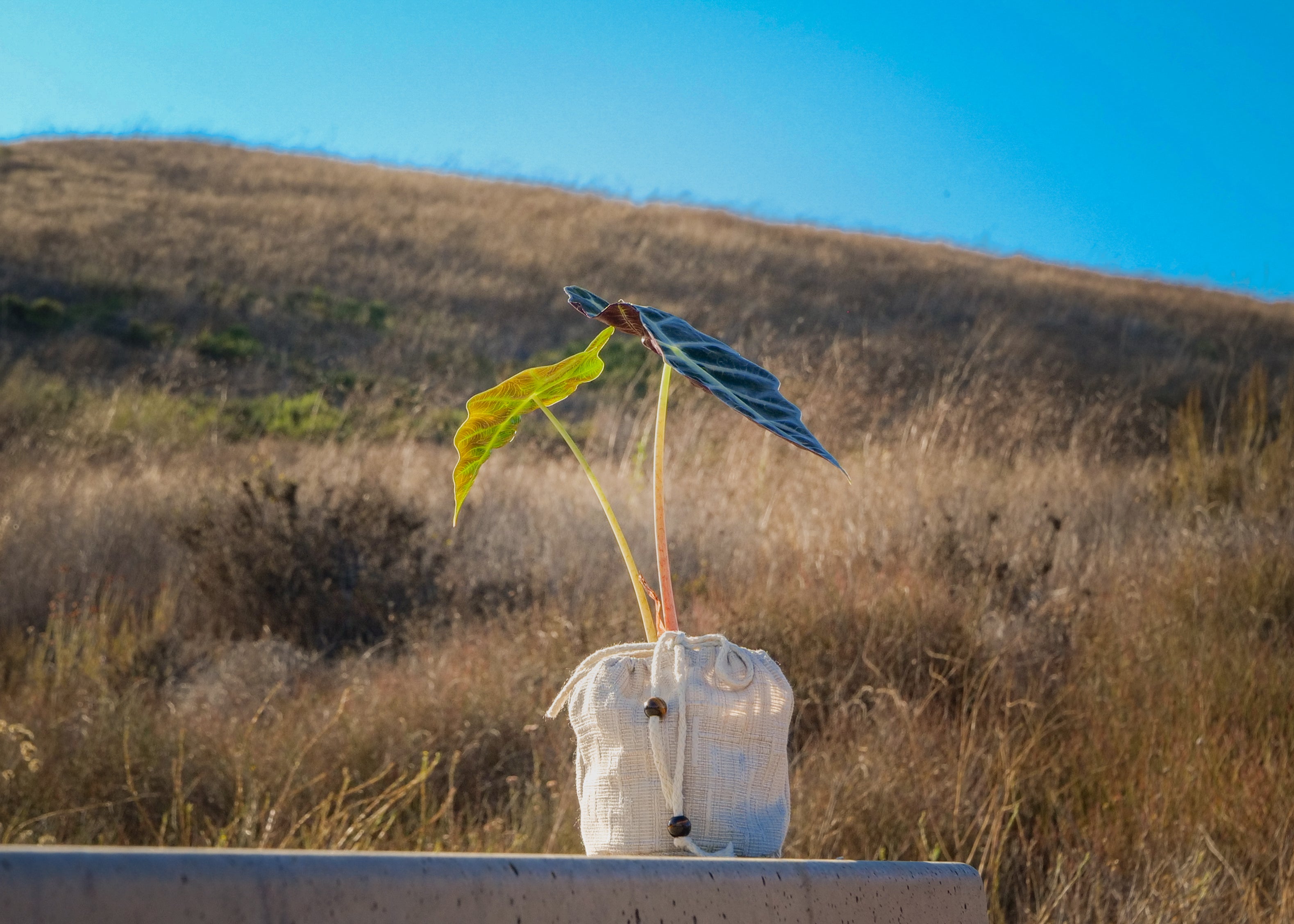 Beacon Energy Plant Quarterly Subscription