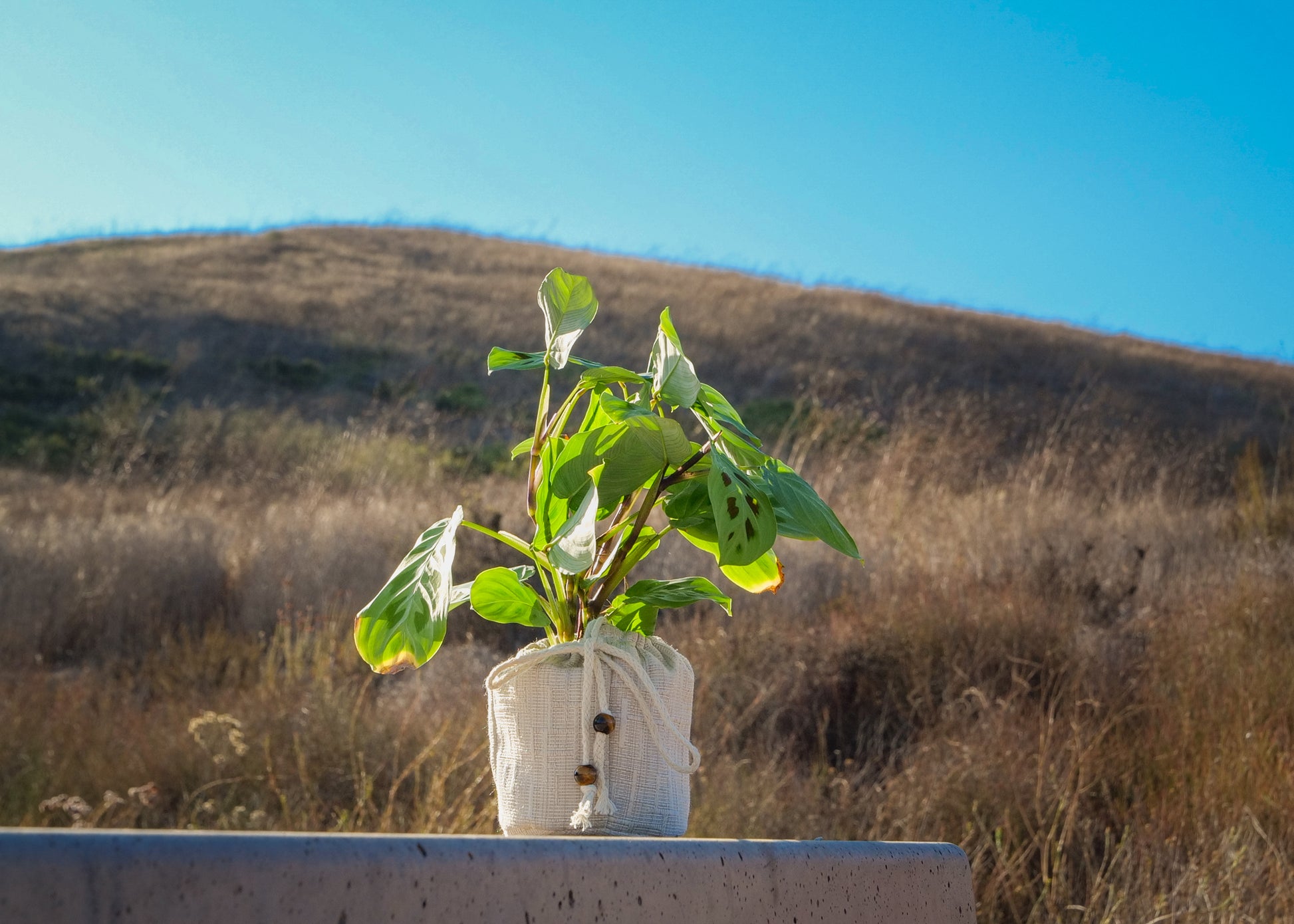 Close-up of Prayer Plant leaves with red veins and green variegation