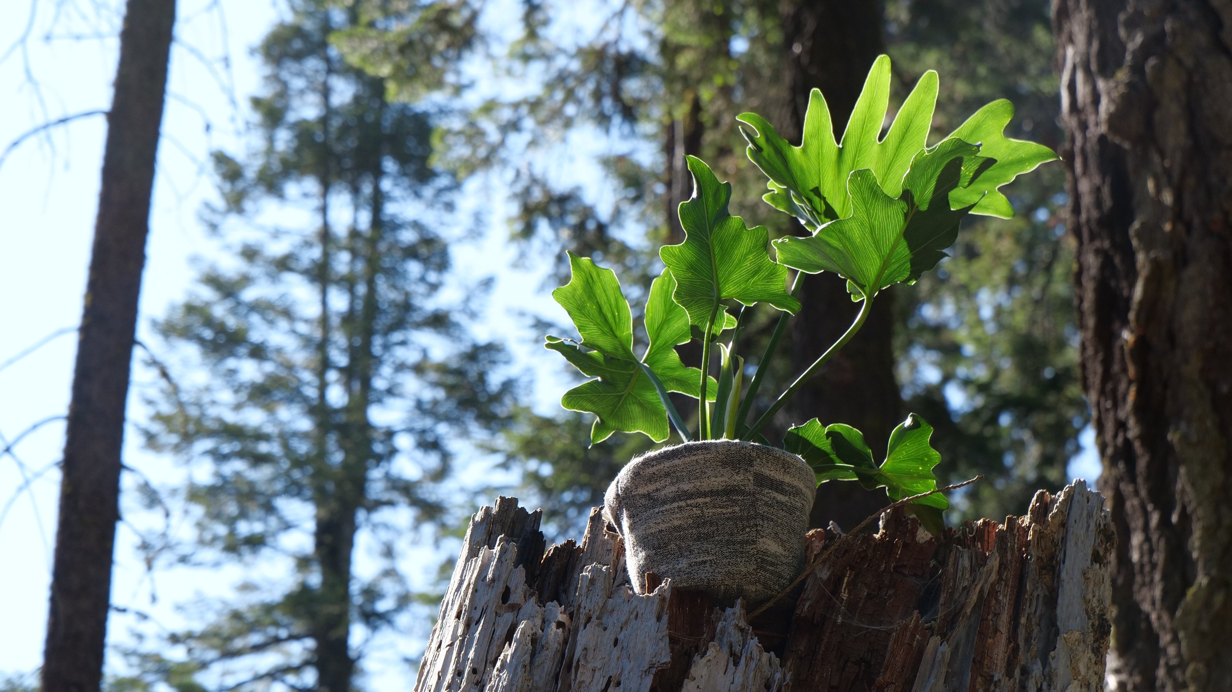 Energy Immersion at Sequoia National Park
