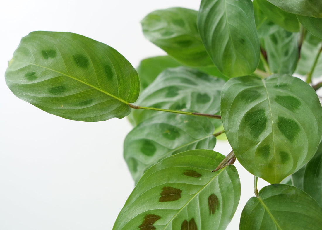 Prayer Plant Care Guide: Light, Water & Tips