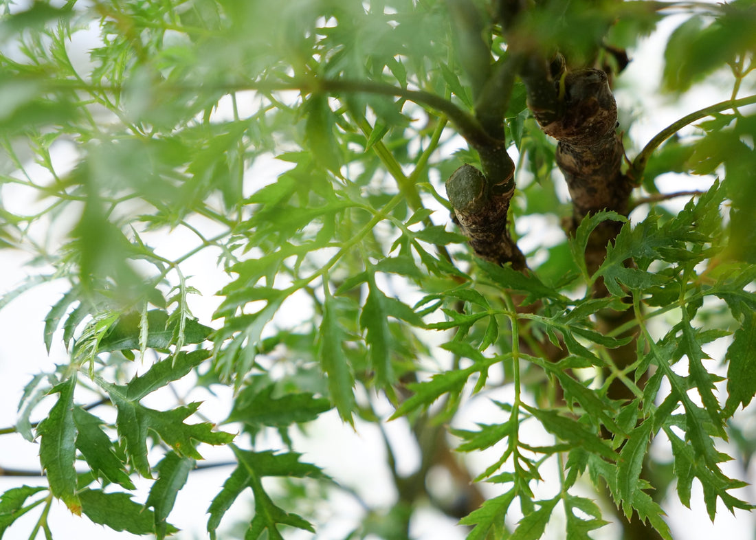Aralia Ming Care Guide: Light, Water & Tips