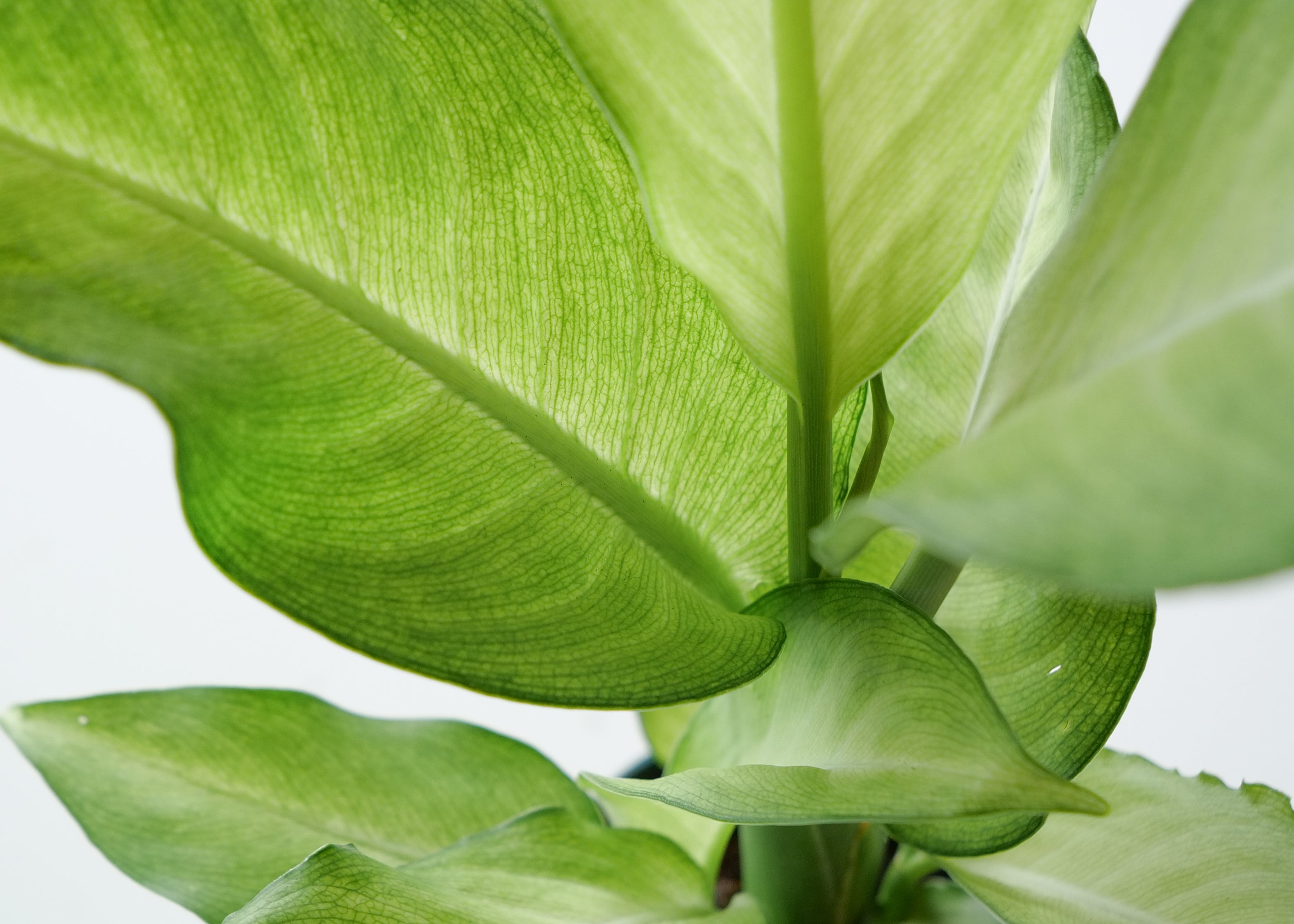 Dieffenbachia Care Guide: Light, Water & Tips