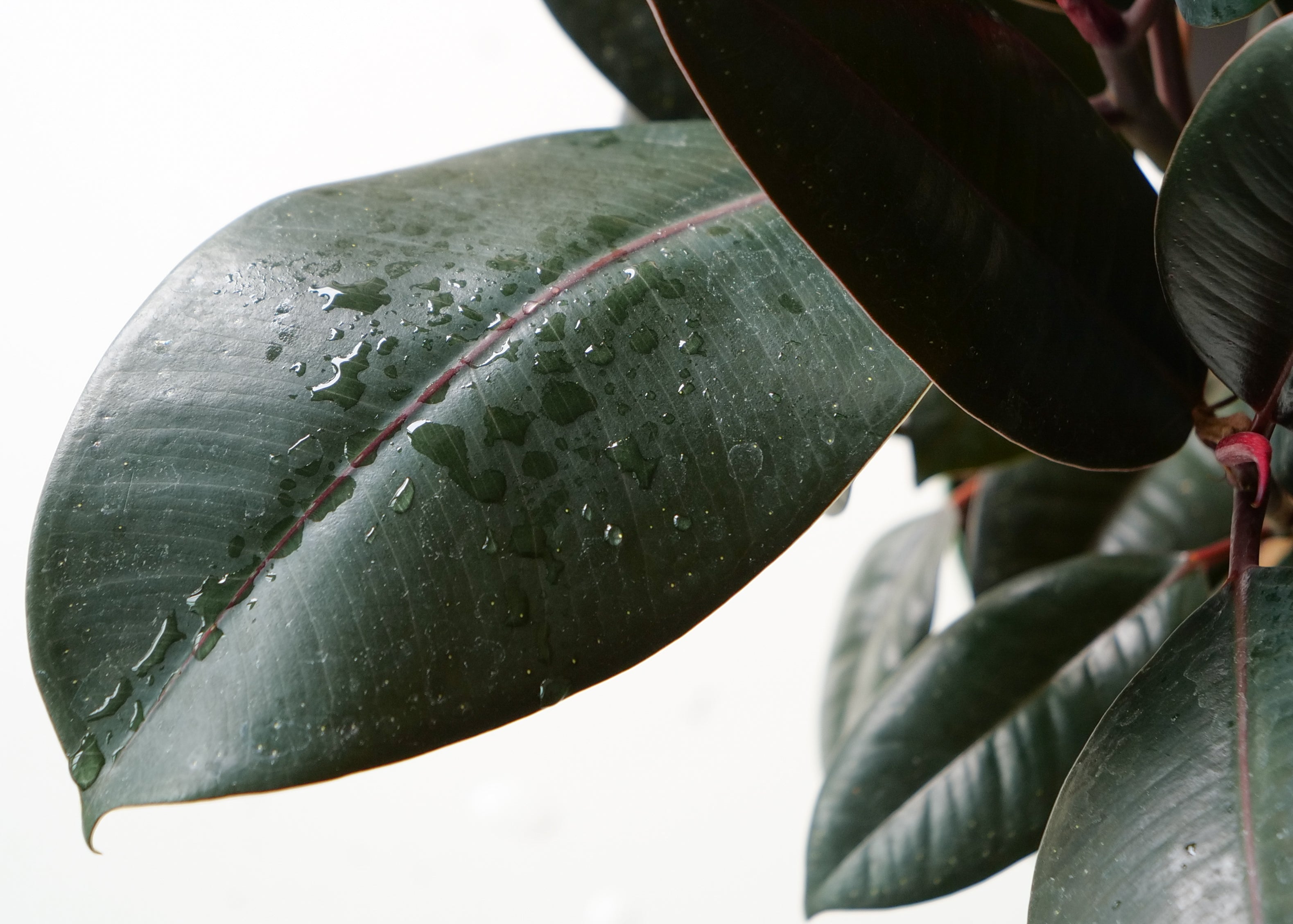 Rubber Tree Care Guide: Light, Water & Tips”