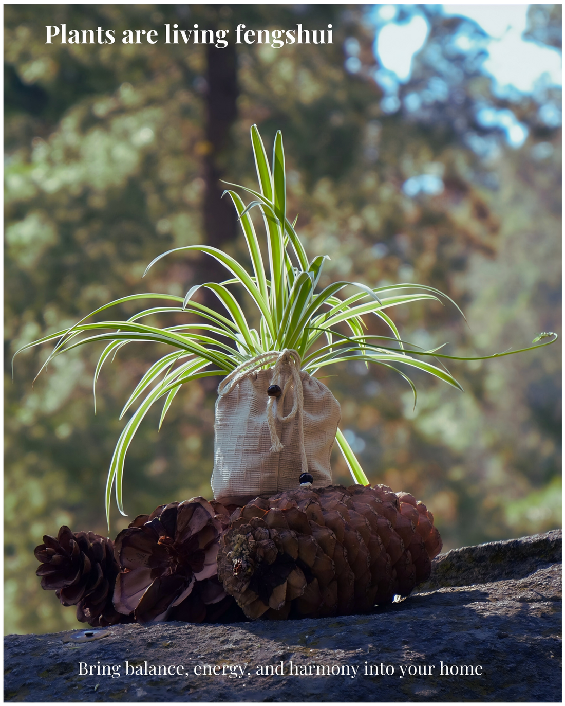 Feng Shui Plants: A Complete Guide to Energy, Placement, and Wellness