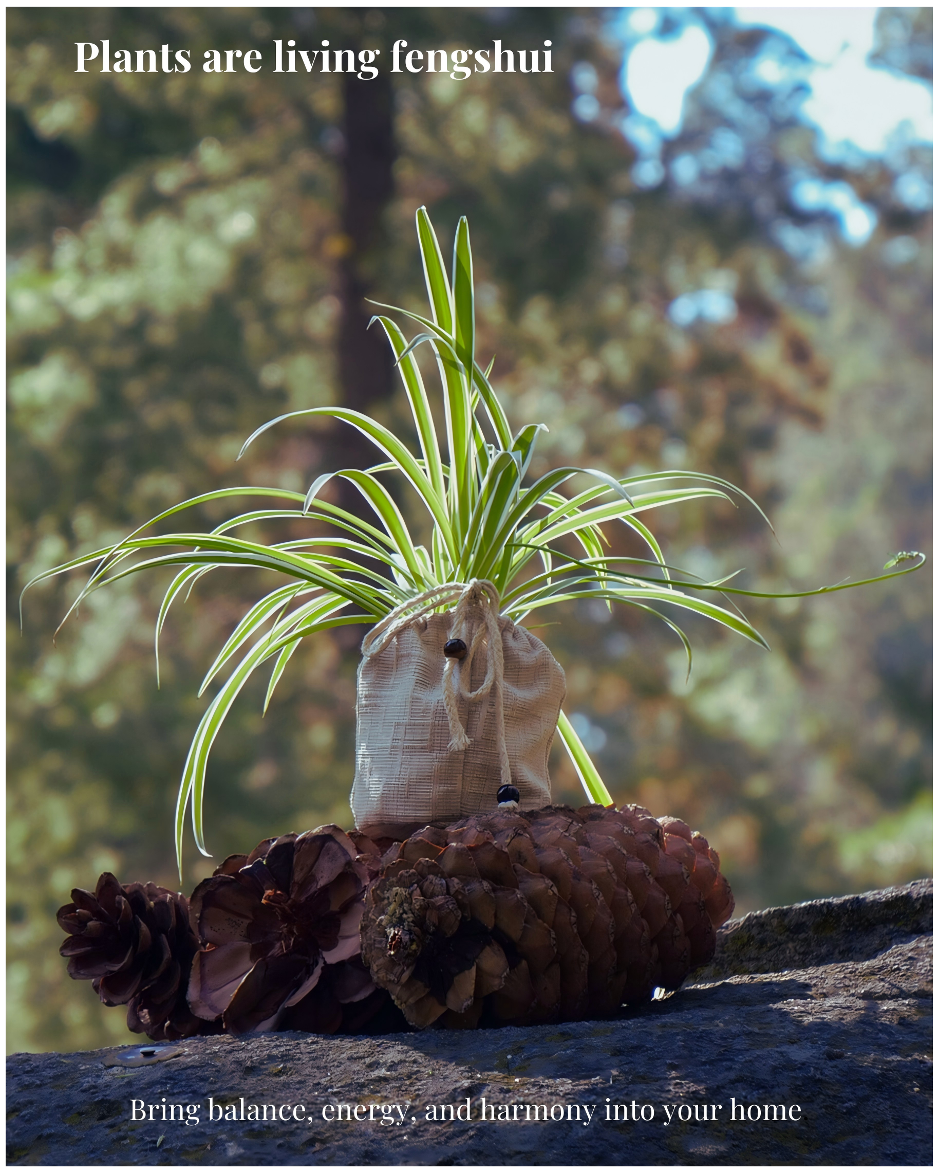 Feng Shui Plants: A Complete Guide to Energy, Placement, and Wellness