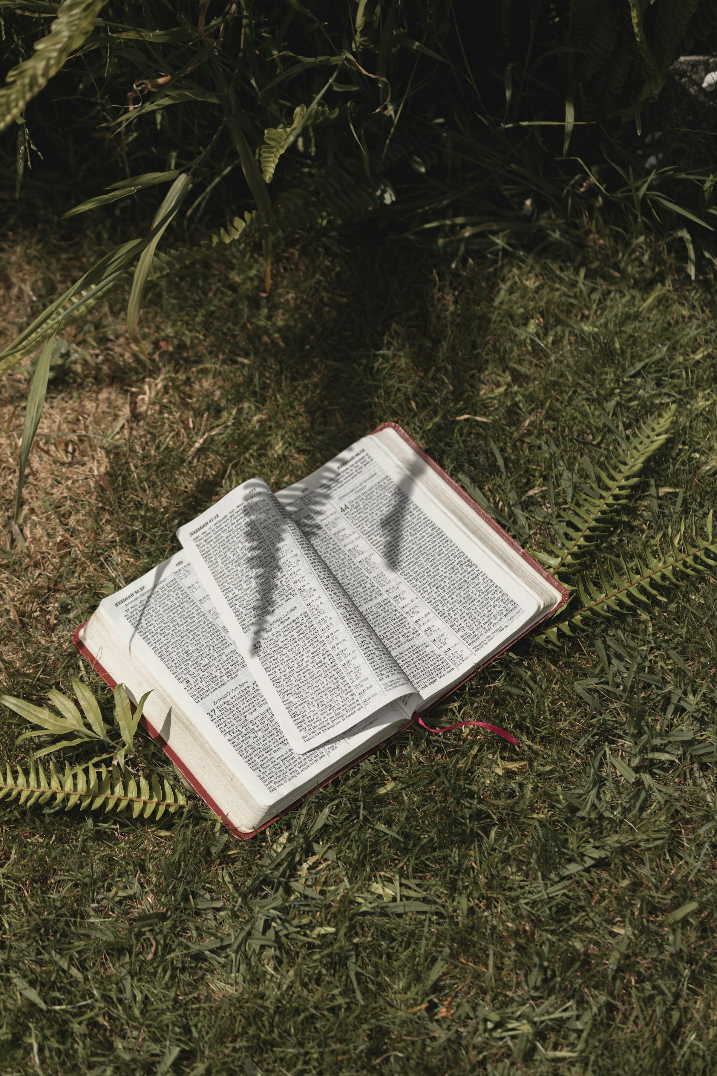 Finding Your Spirit Plant: A Journey of Resonance