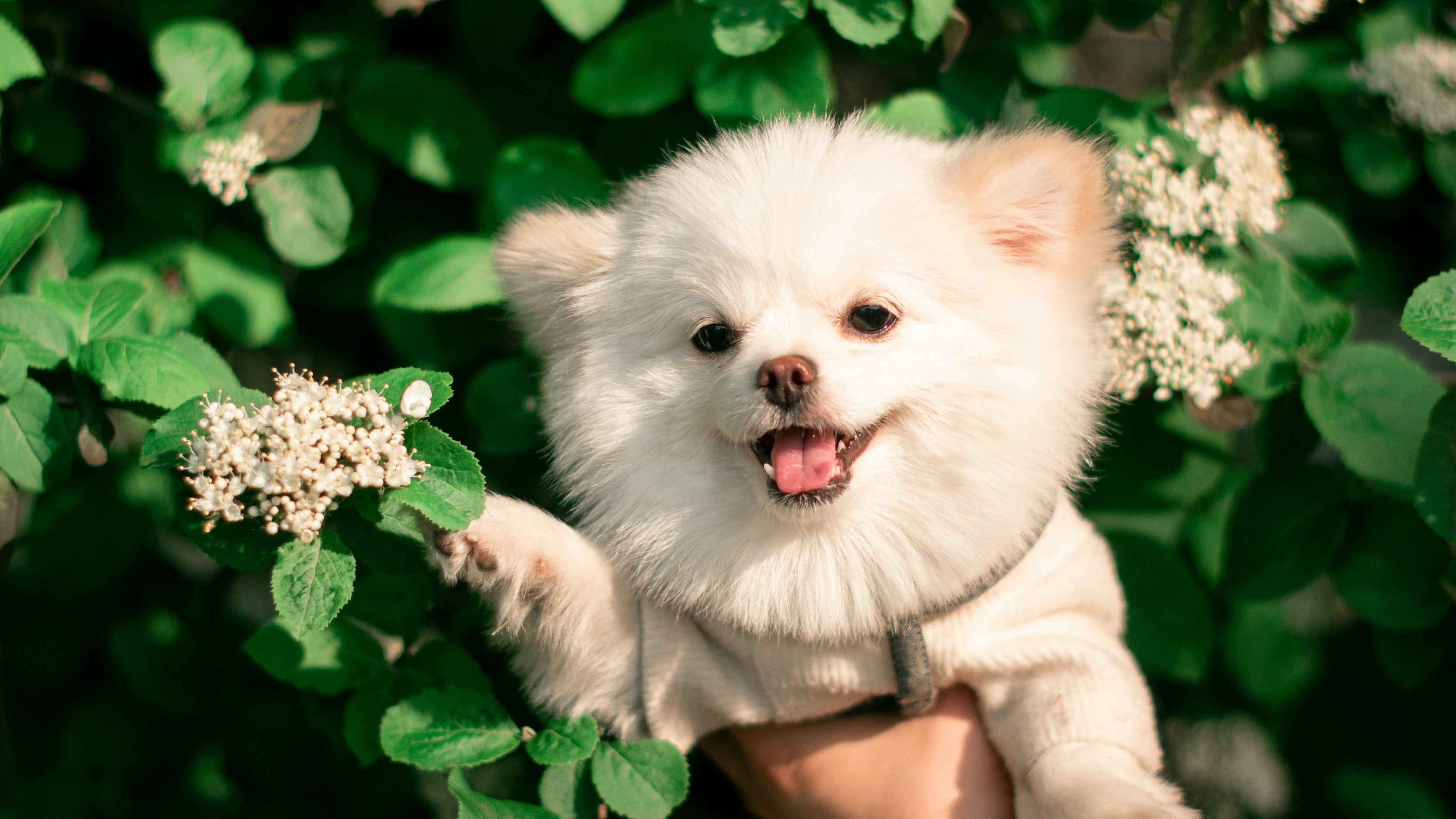 Pet Friendly Plants
