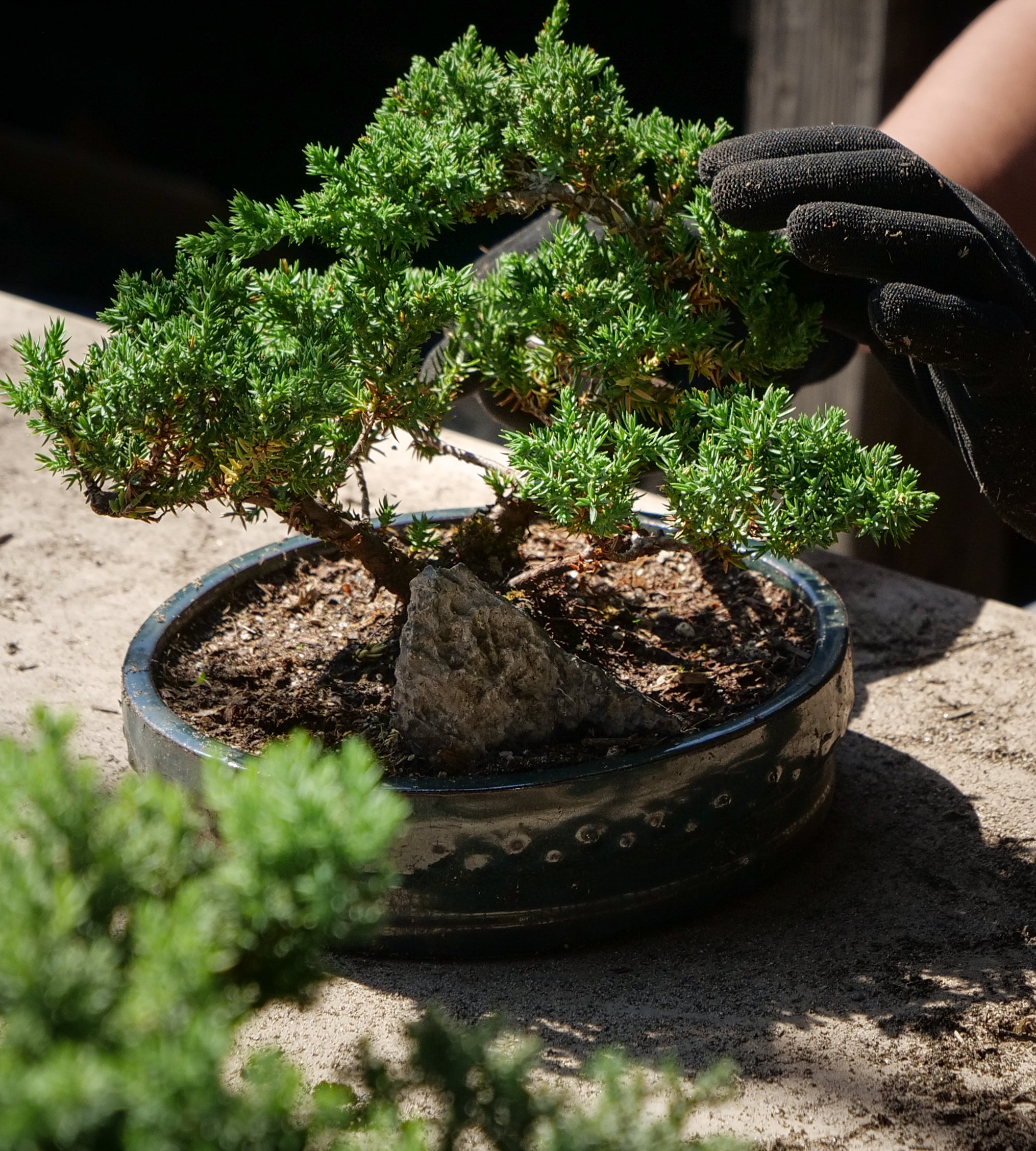 Juniper Bonsai Tree | Feng Shui Neutral Energy Plant for Harmony