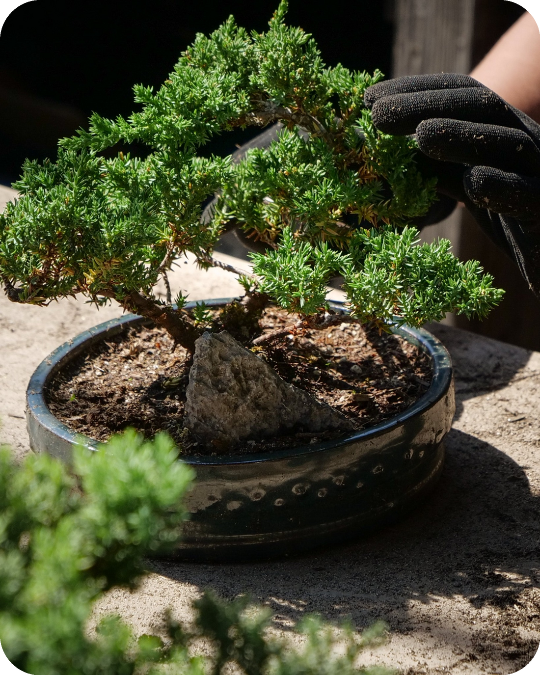 do juniper bonsai trees need sunlight Juniper Bonsai Tree