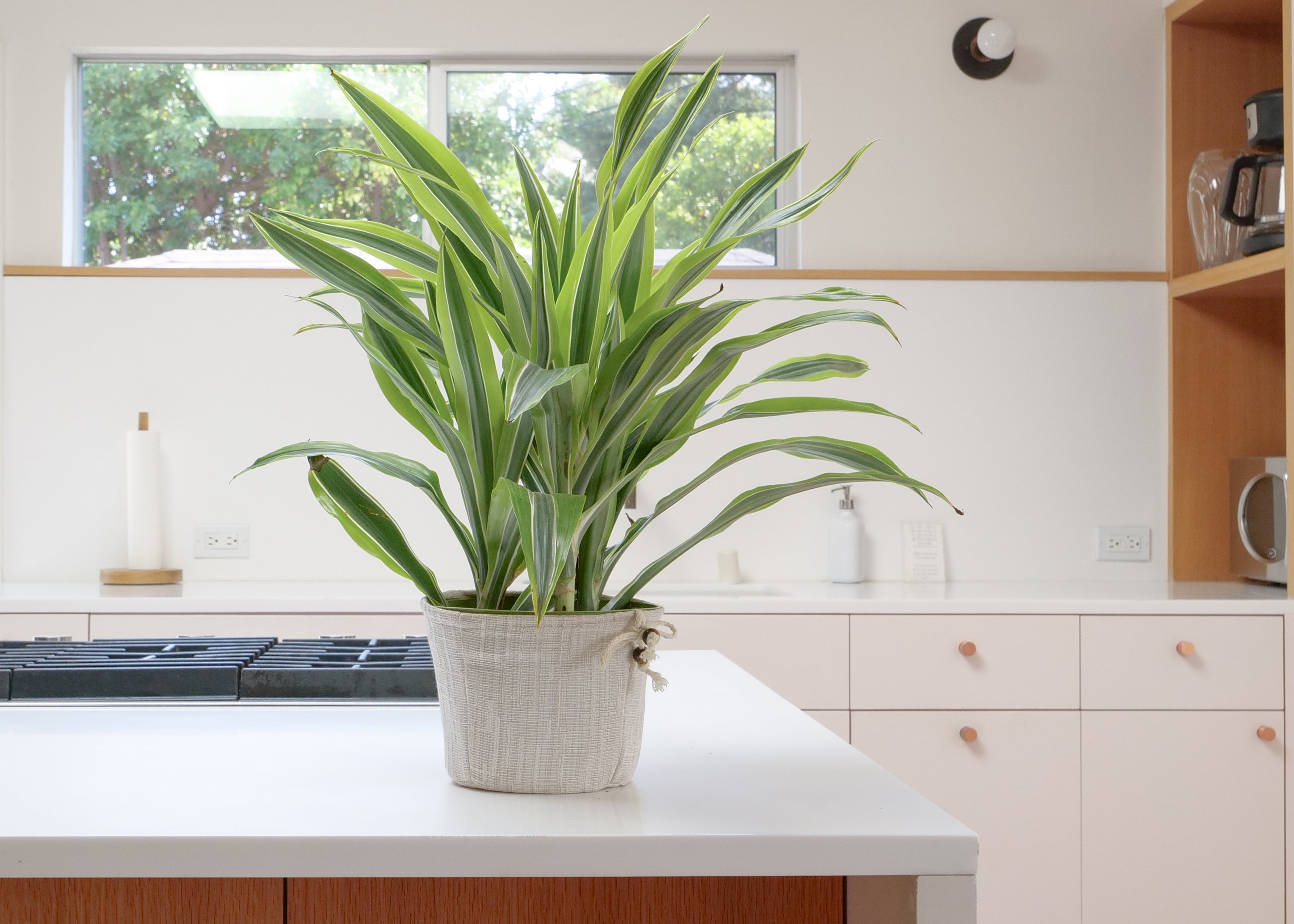 Lemon Lime Dracaena