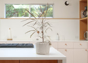 False Aralia
